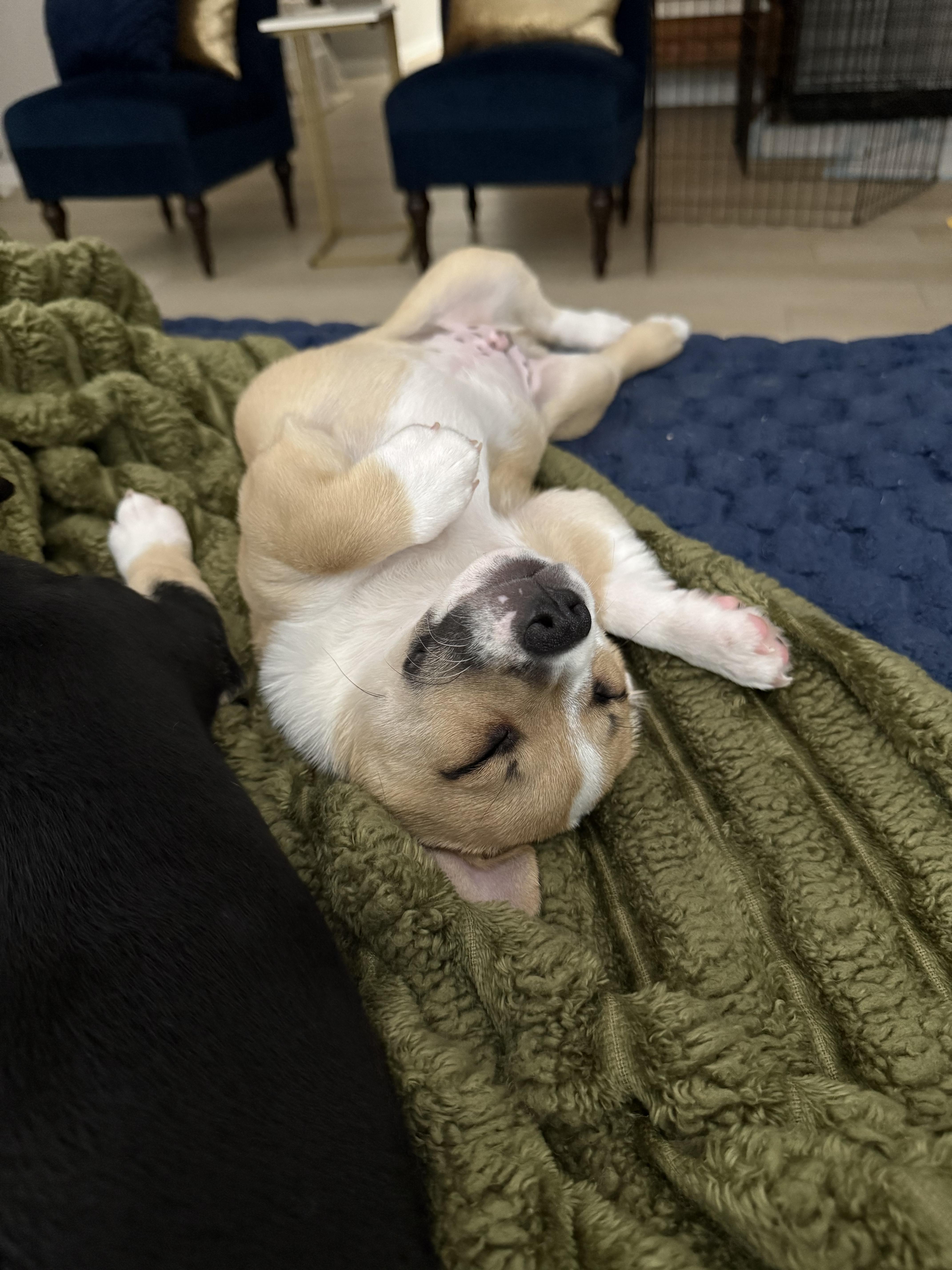 Enlarge Albert, a Adopted mixed breed in Xenia, OH image 3/5