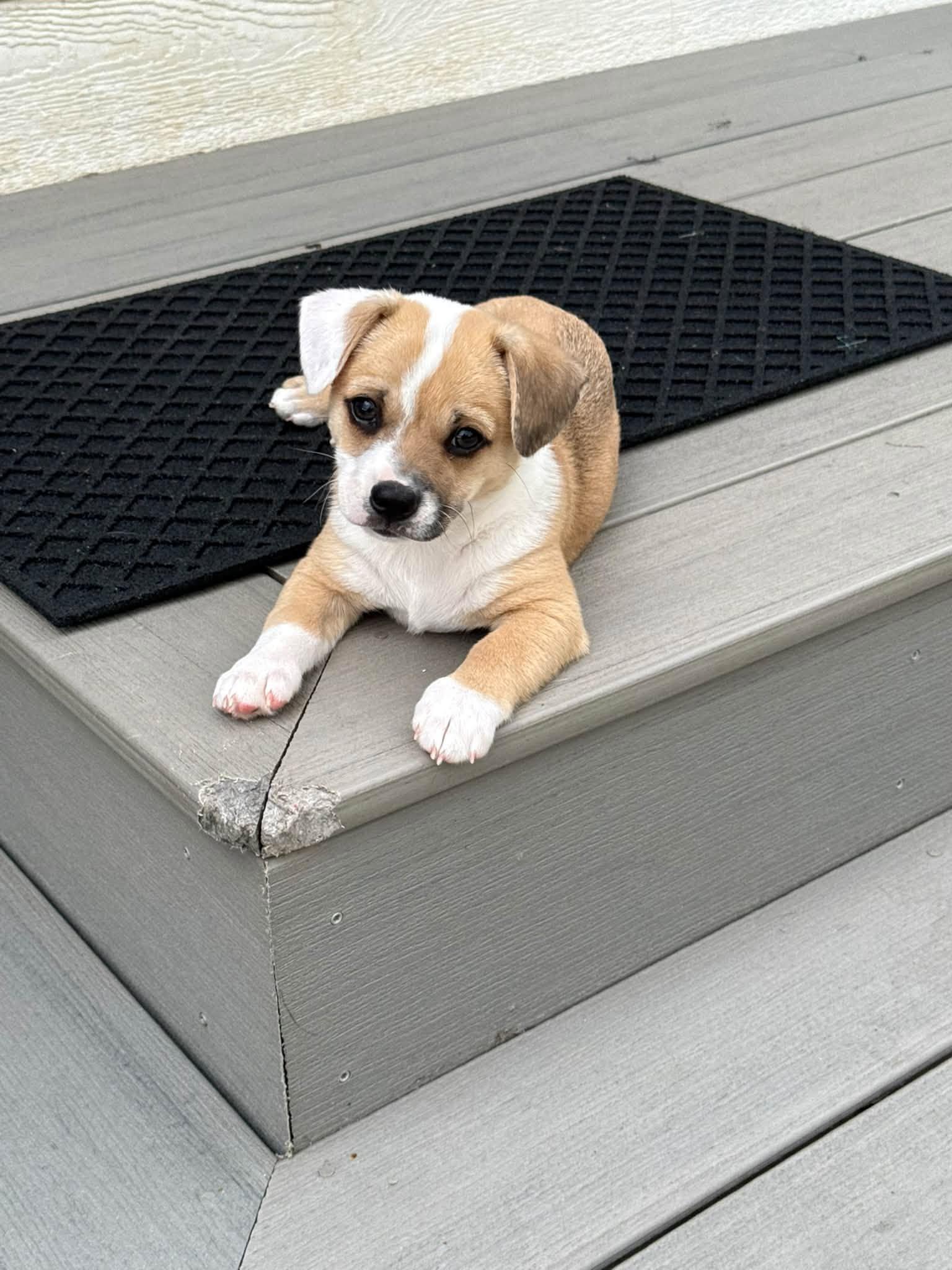 Enlarge Albert, a Adopted mixed breed in Xenia, OH image 2/5