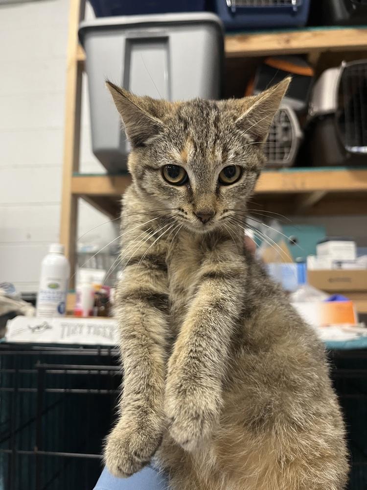 Enlarge Gin, a Adoptable Domestic Short Hair in Emerald Isle, NC image 1/2