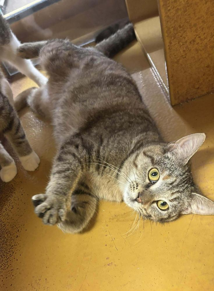 Enlarge Gin, a Adoptable Domestic Short Hair in Emerald Isle, NC image 2/2