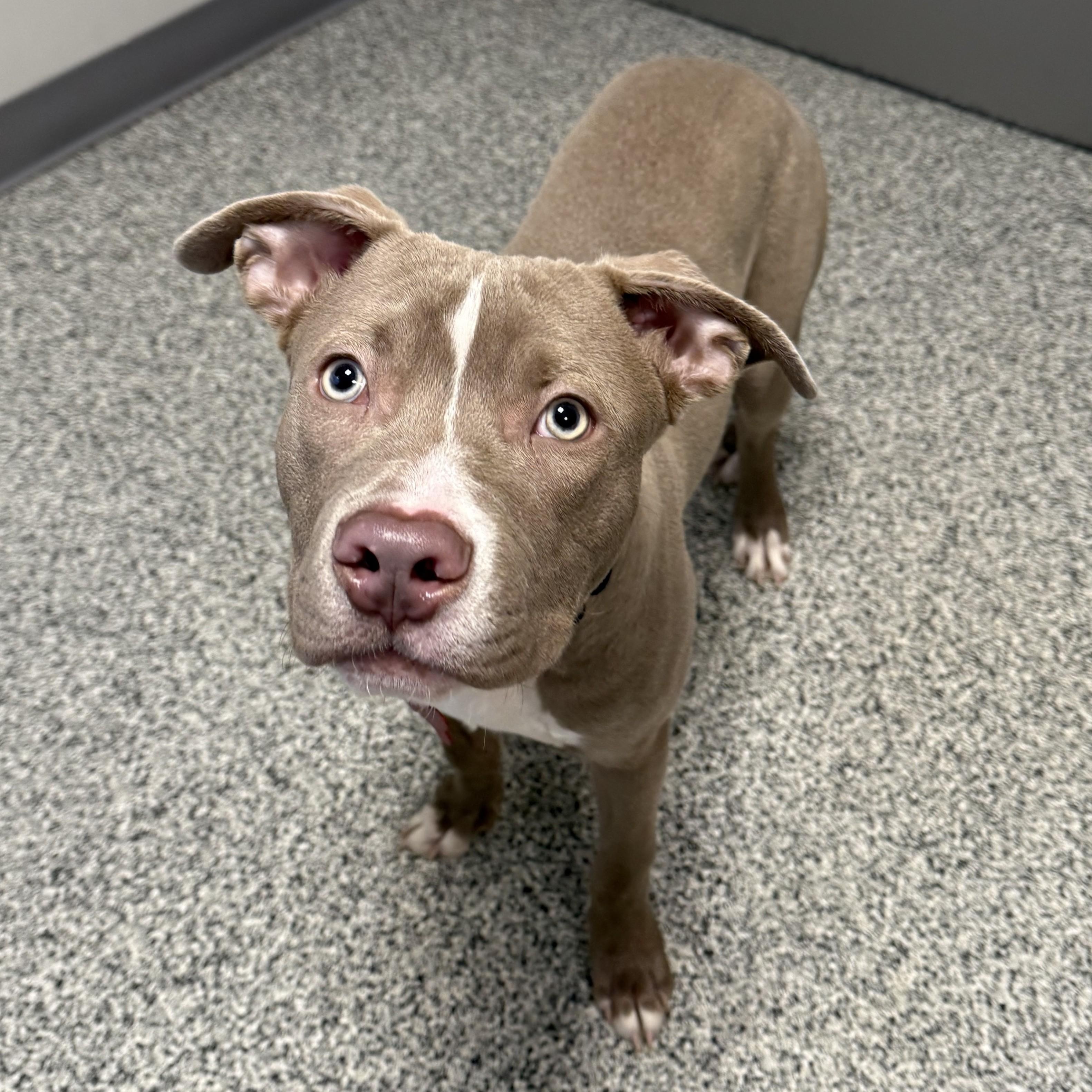 Tyson, adopted, Young Male Pit Bull Terrier & Mixed Breed.