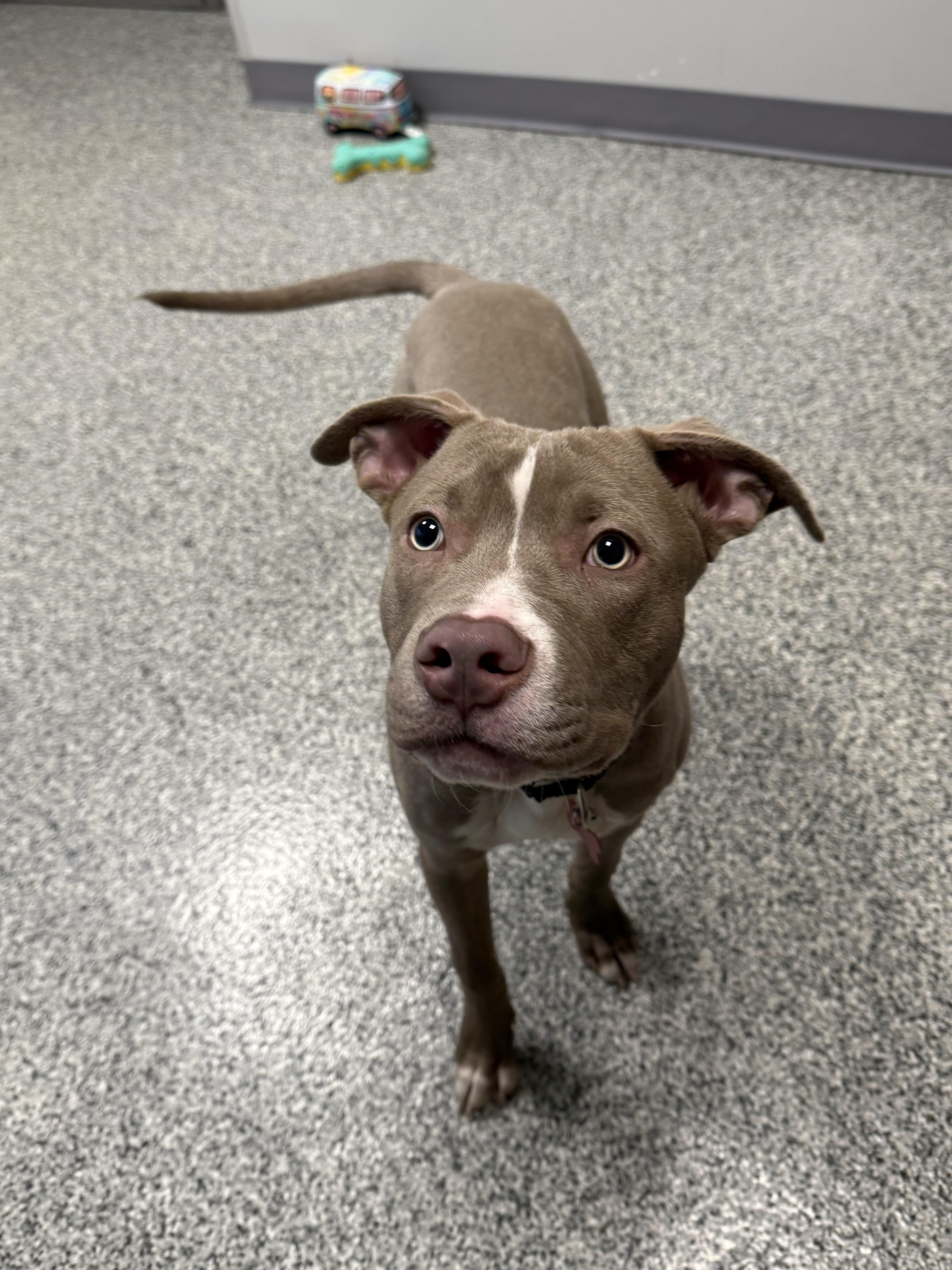 Enlarge Tyson, an adopted mixed breed in Detroit, MI image 3/5