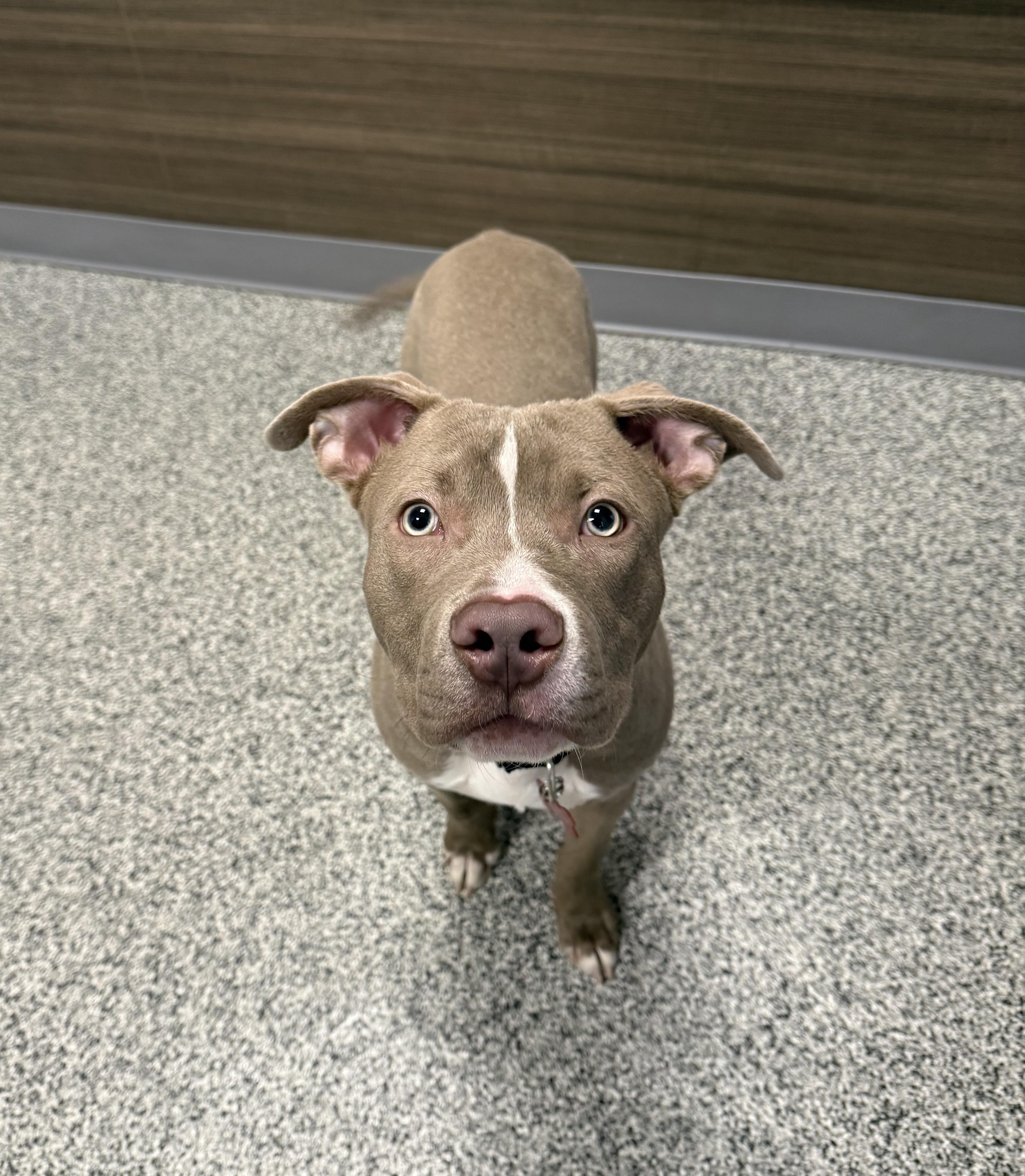 Enlarge Tyson, an adopted mixed breed in Detroit, MI image 2/5