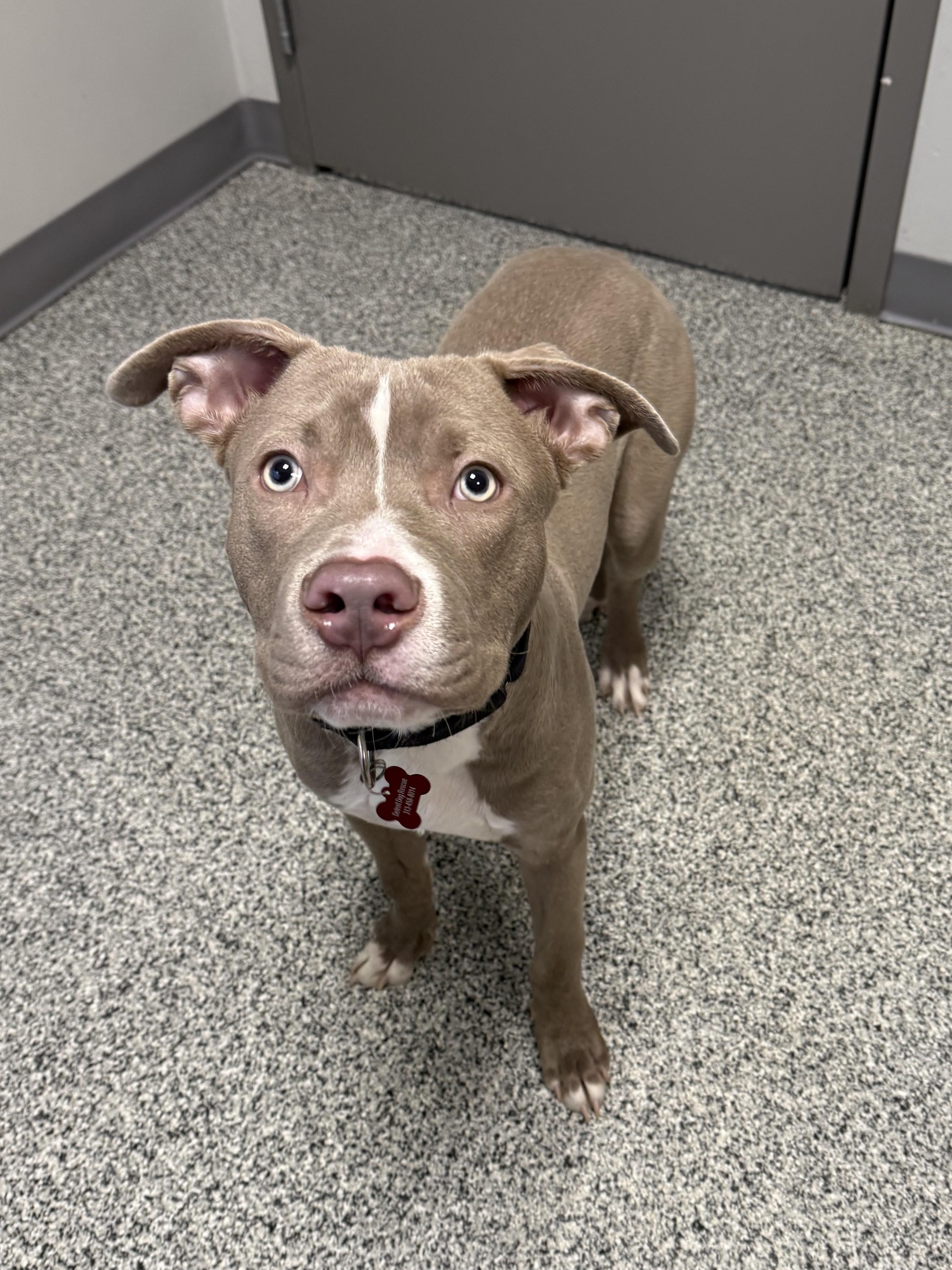 Enlarge Tyson, an adopted mixed breed in Detroit, MI image 4/5