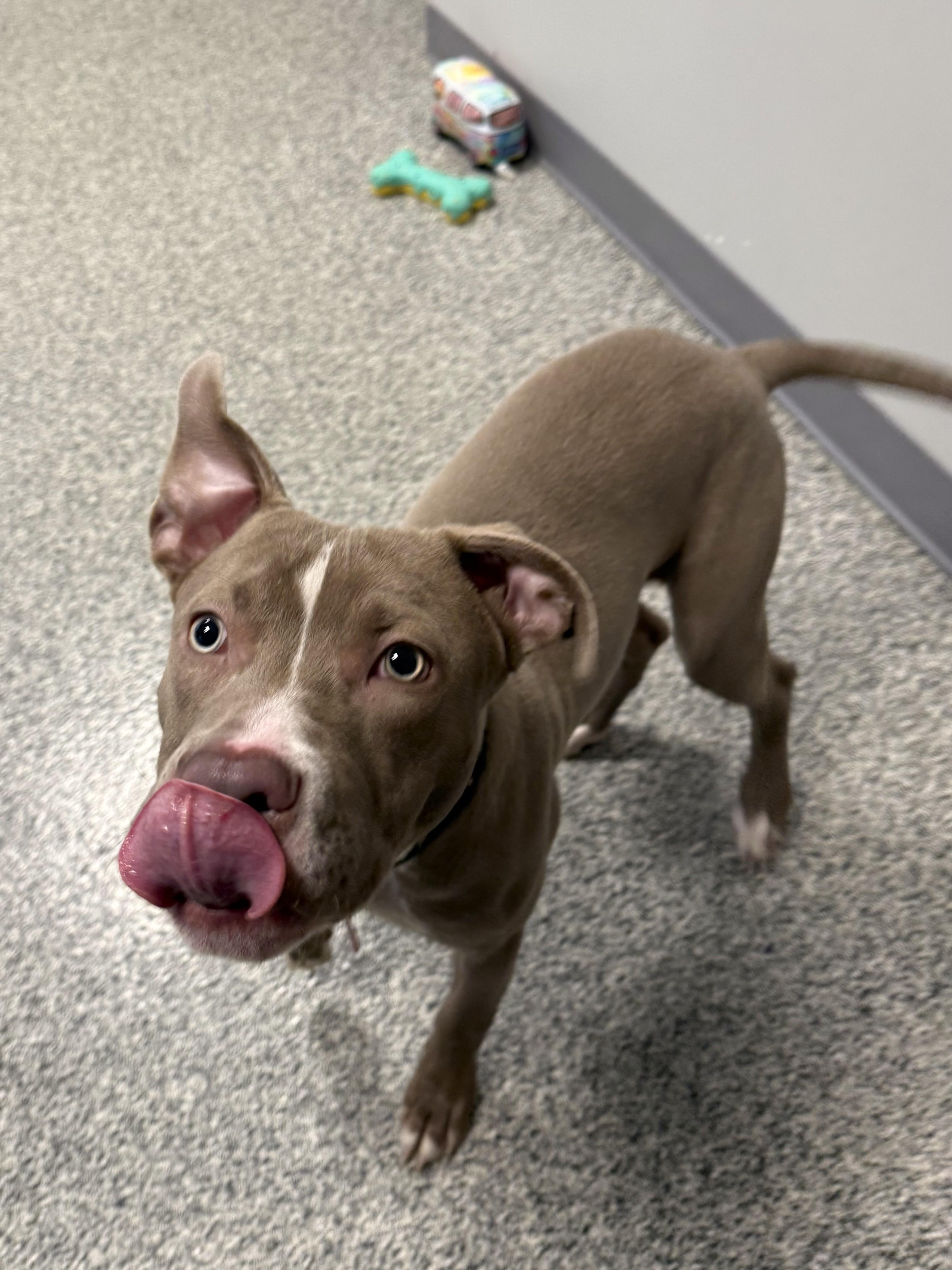 Enlarge Tyson, an adopted mixed breed in Detroit, MI image 5/5