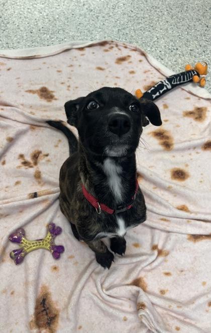 Tetris — thumbnail 2