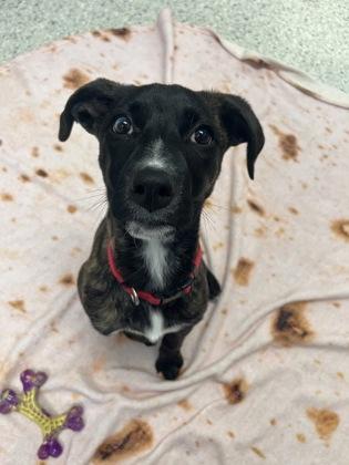 Tetris — thumbnail 3