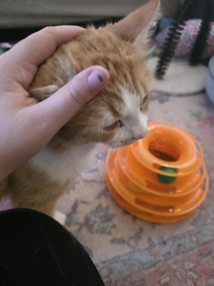 Rivet - CT RESIDENTS ONLY, a ADOPTABLE Domestic Long Hair in Norwich, CT image 3/6