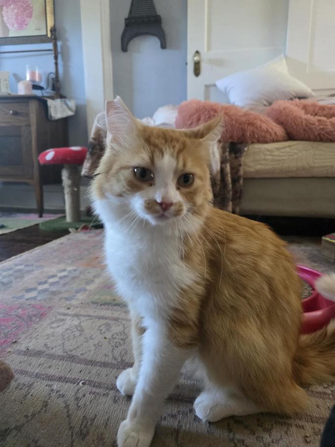 Rivet - CT RESIDENTS ONLY, a ADOPTABLE Domestic Long Hair in Norwich, CT image 1/6