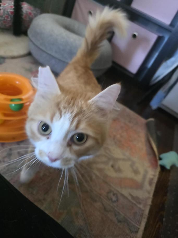 Rivet - CT RESIDENTS ONLY, a ADOPTABLE Domestic Long Hair in Norwich, CT image 2/6