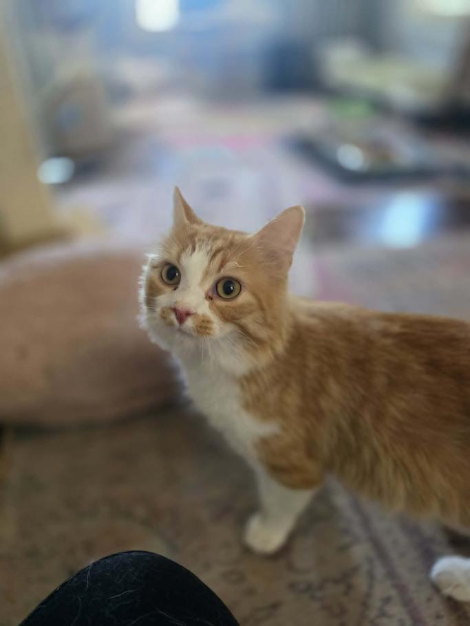 Rivet - CT RESIDENTS ONLY, a ADOPTABLE Domestic Long Hair in Norwich, CT image 5/6