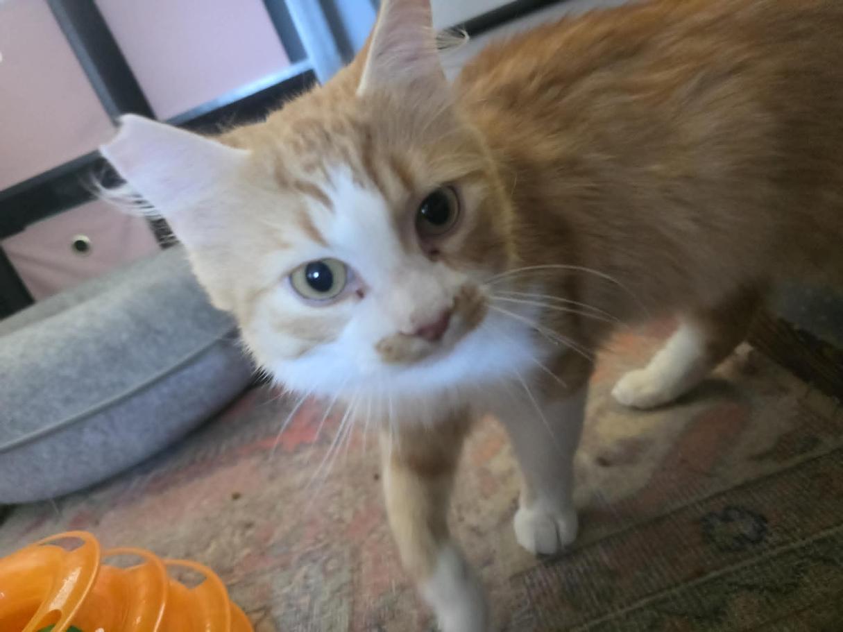Rivet - CT RESIDENTS ONLY, a ADOPTABLE Domestic Long Hair in Norwich, CT image 4/6