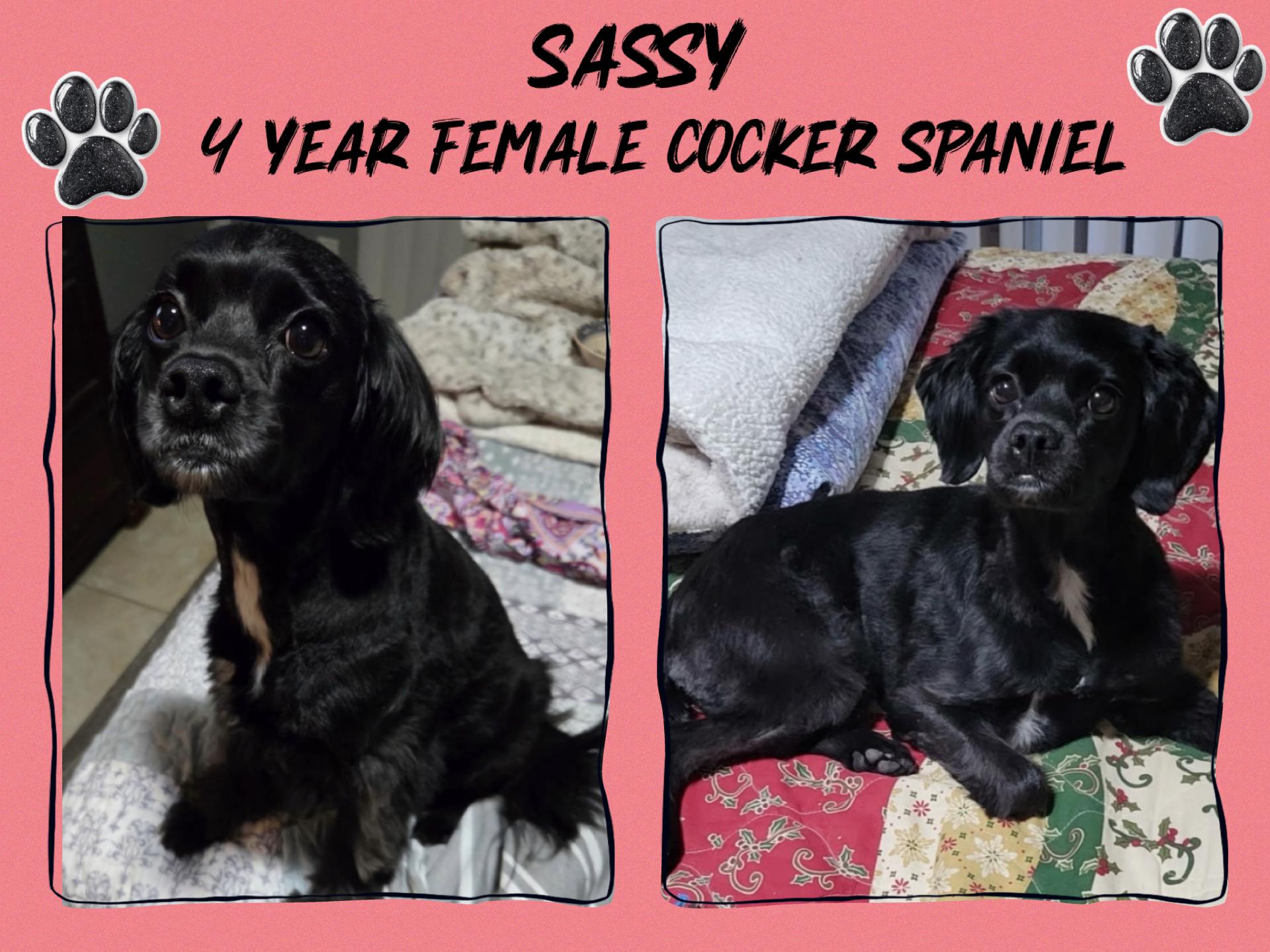 SASSY– 4 YEAR COCKER SPANIEL MIX FEMALE @ PETCO, 5011 E. RAY ROAD, PHX 85044 ON SATURDAY, JAN. 3RD, , ADOPTABLE, Adult Female Cocker Spaniel.