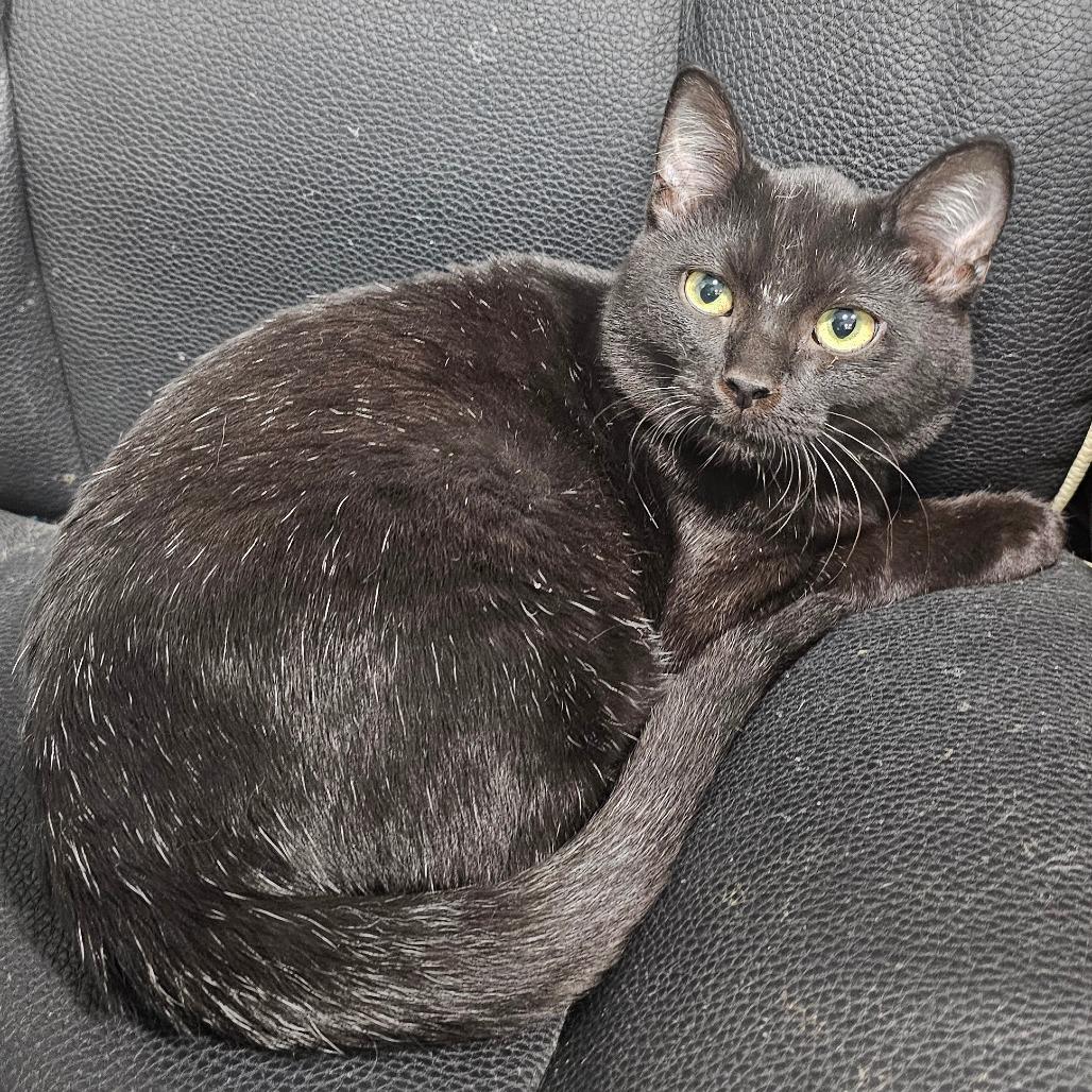 Enlarge Angel, a Adoptable Domestic Short Hair in Corydon, IN image 2/2