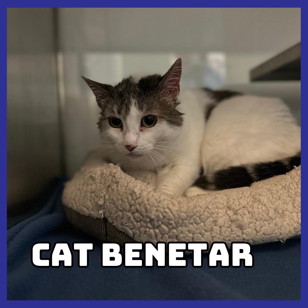 Enlarge Cat Benetar, a Adoptable mixed breed in Glenwood, MN image 1/1