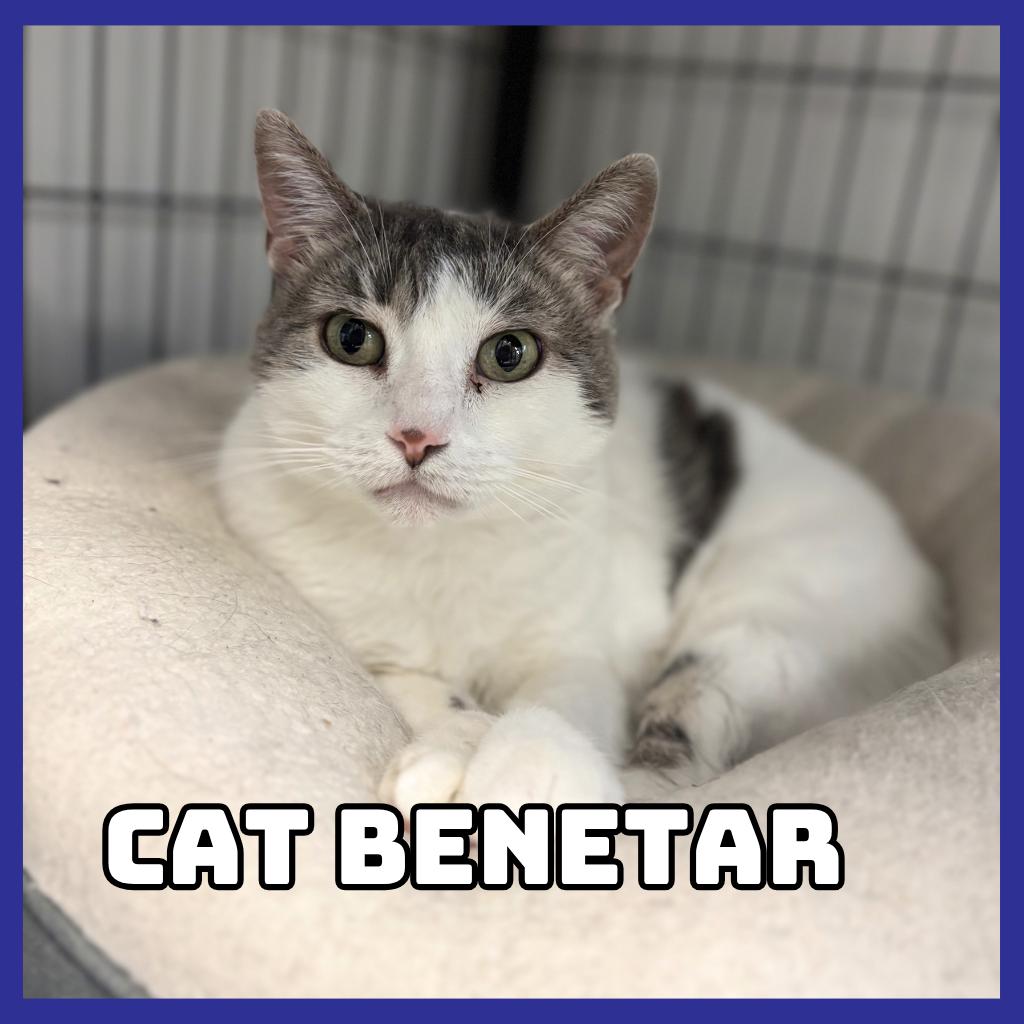 Cat Benetar, Adoptable, Adult Female Domestic Short Hair & Mixed Breed.