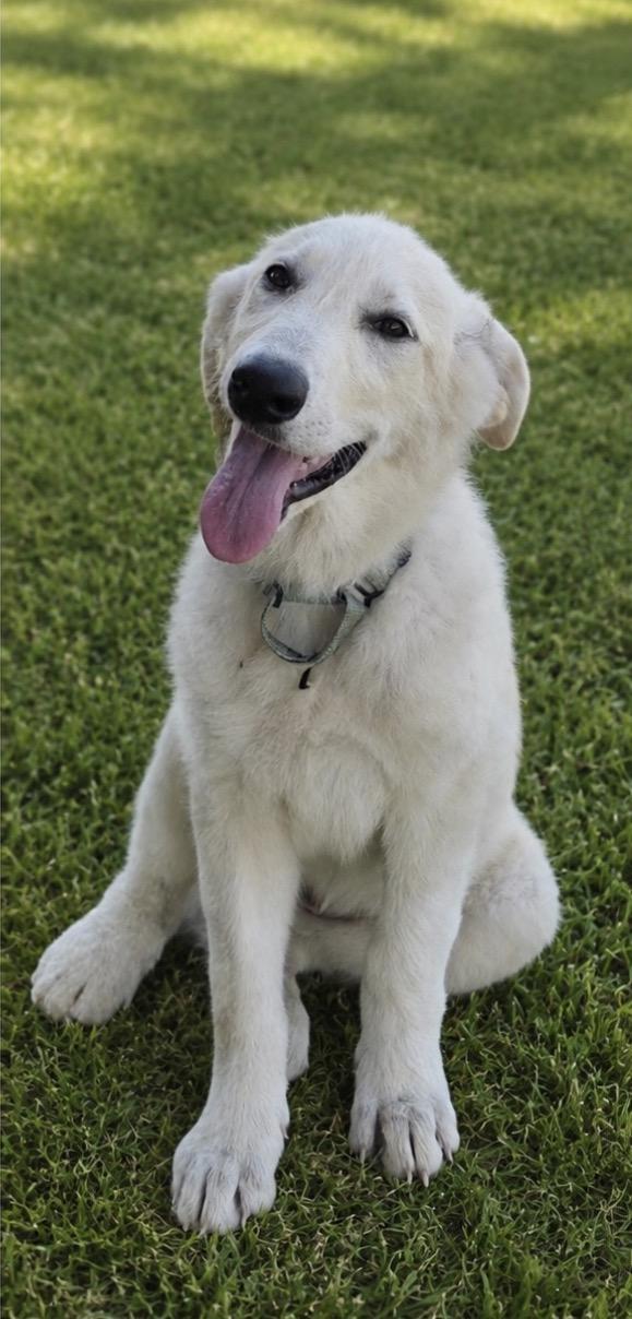 Mary Ann, ADOPTABLE, Puppy Female Great Pyrenees.