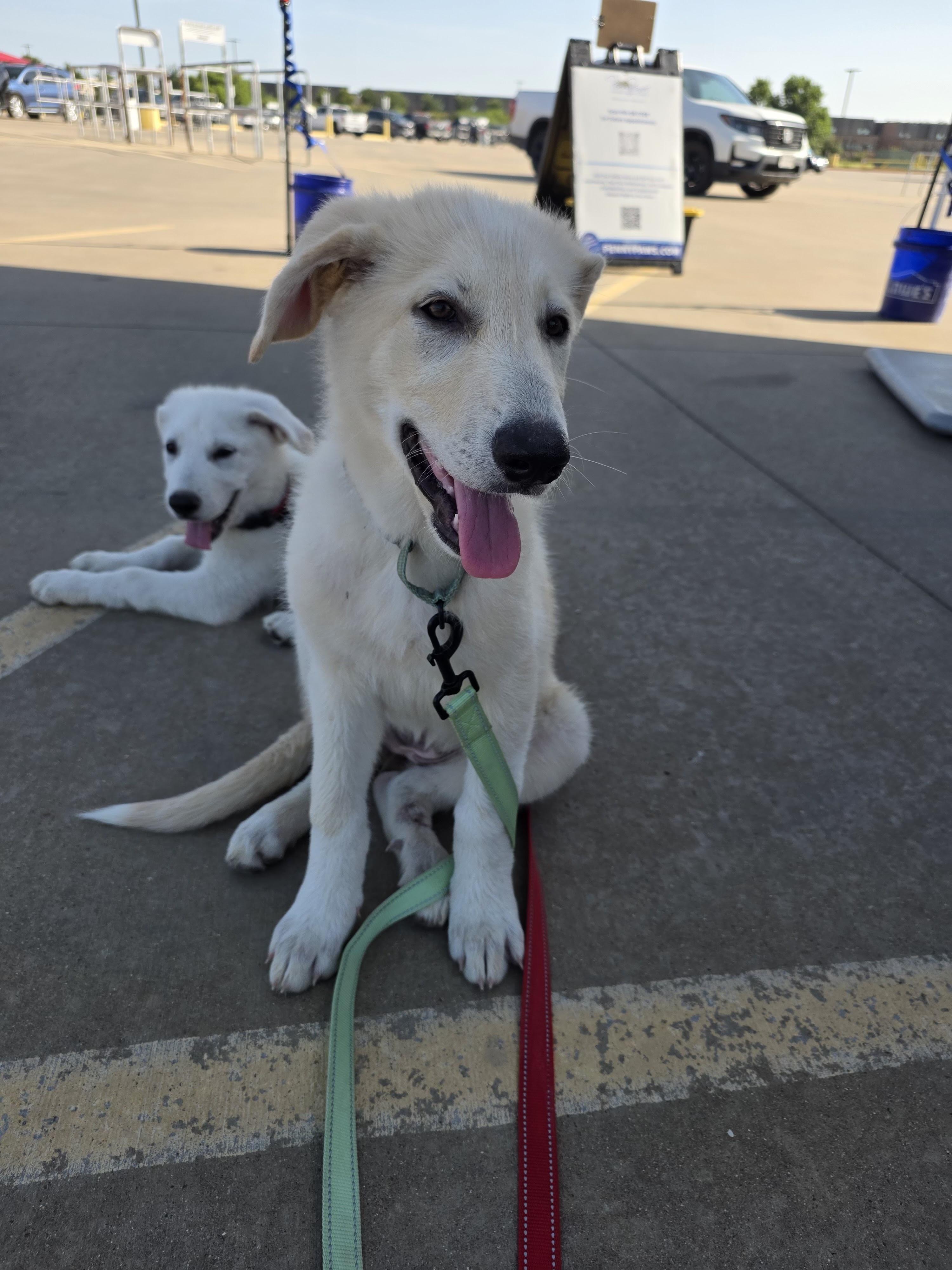 Mary Ann, a ADOPTABLE mixed breed in Mendham, NJ image 2/2