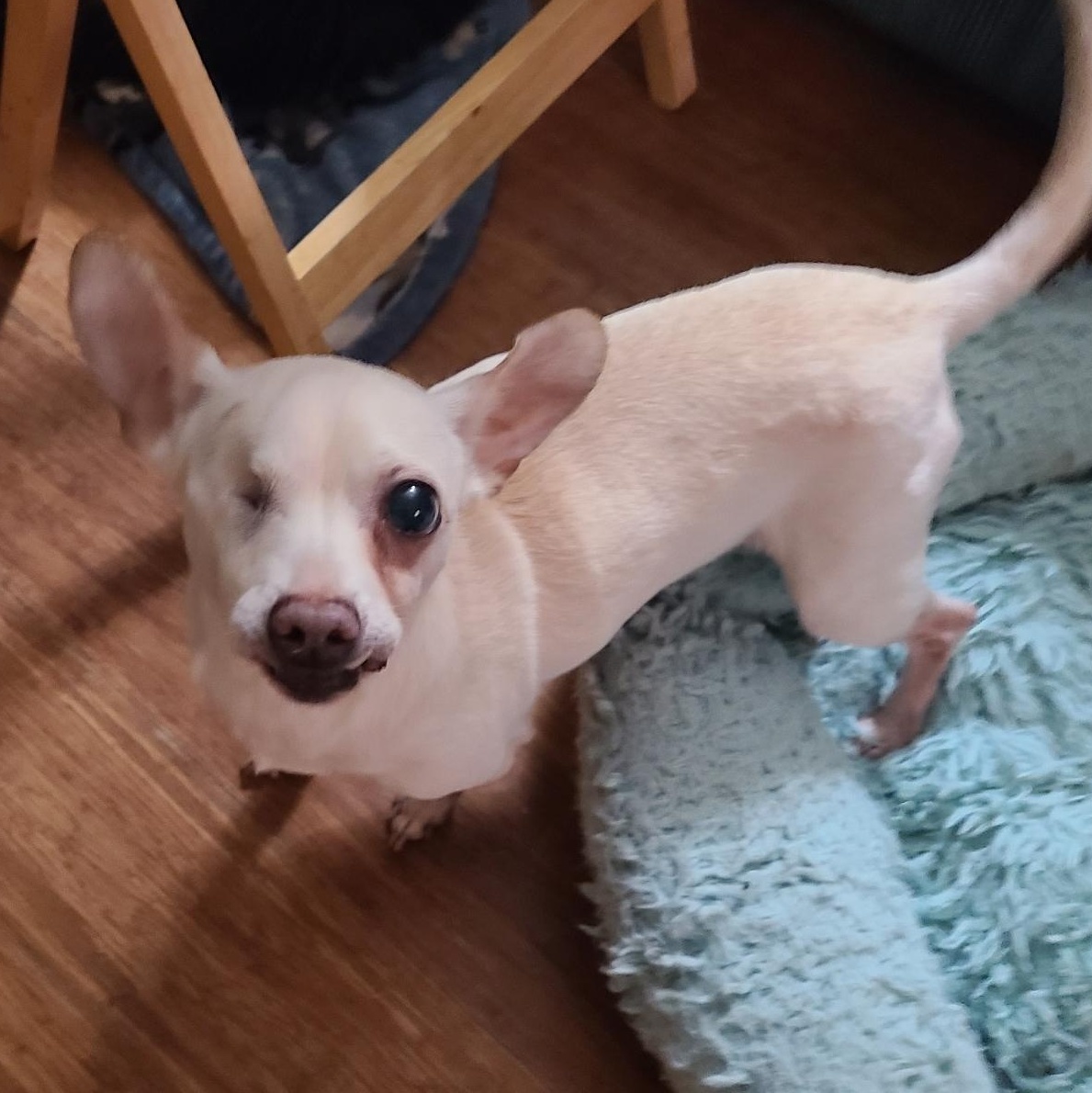 Lilly, a ADOPTABLE mixed breed in Mechanicsville, MD image 3/3