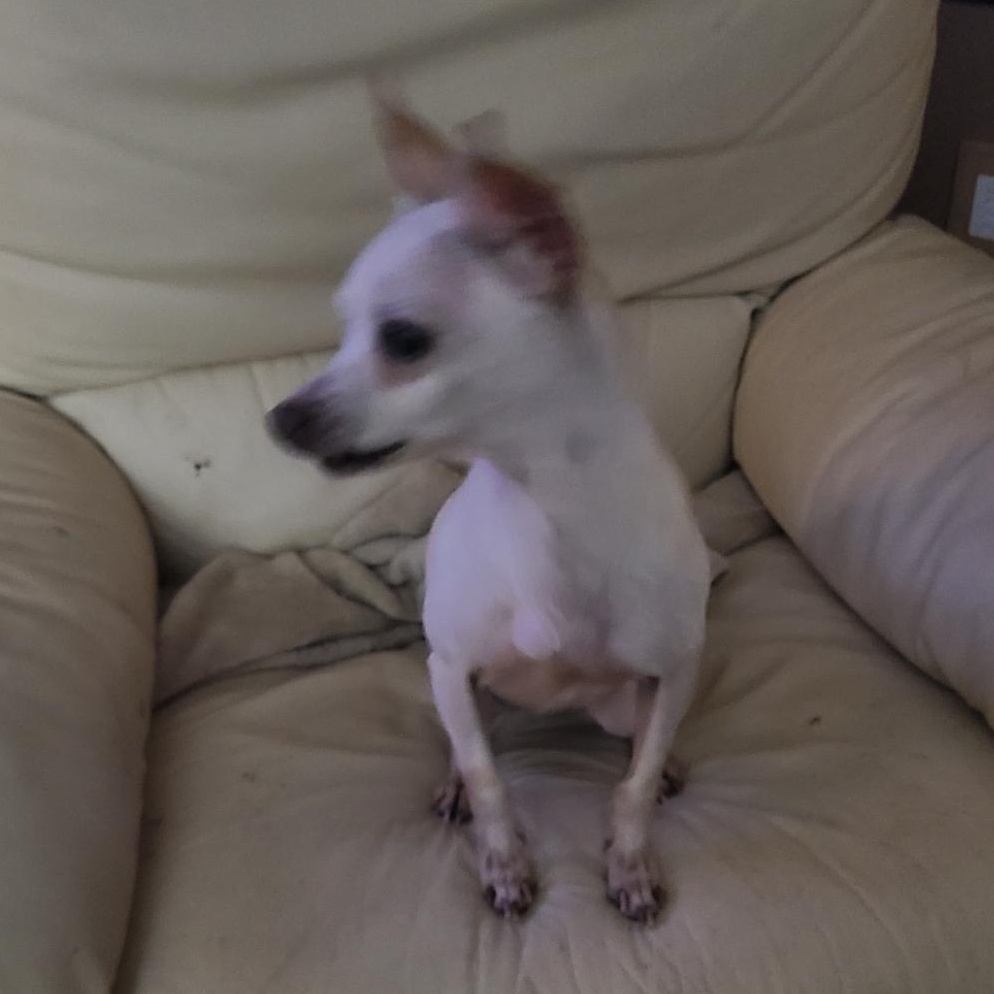 Lilly, ADOPTABLE, Adult Female Chihuahua.