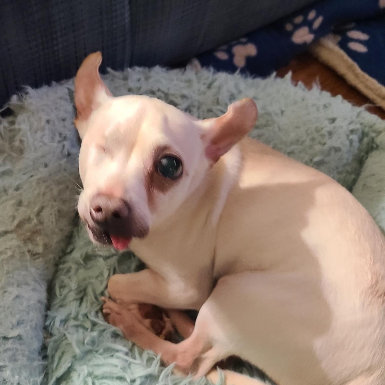 Lilly, a ADOPTABLE mixed breed in Mechanicsville, MD image 2/3