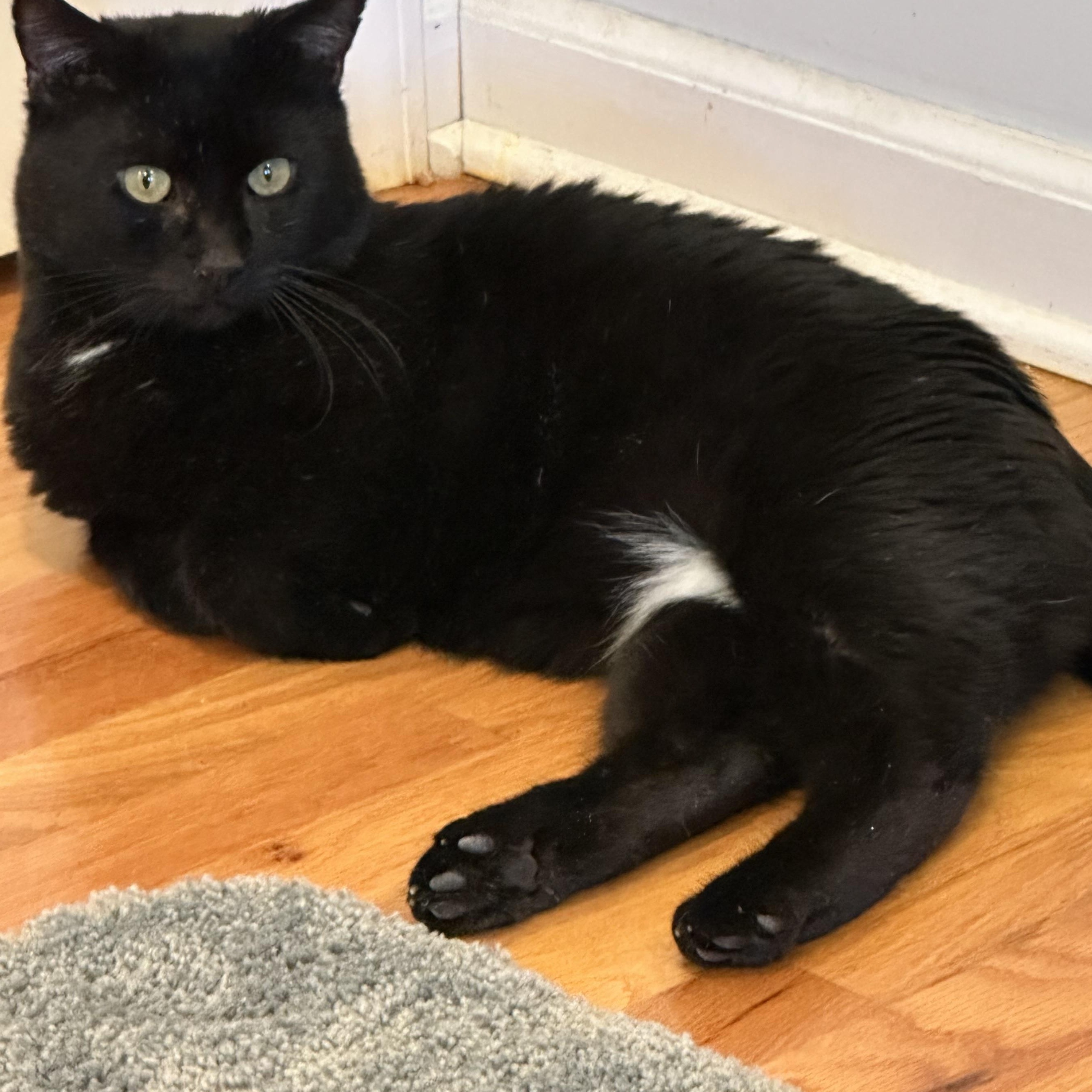 Enlarge Elijah, a ADOPTABLE Domestic Short Hair in Norwalk, CT image 2/2