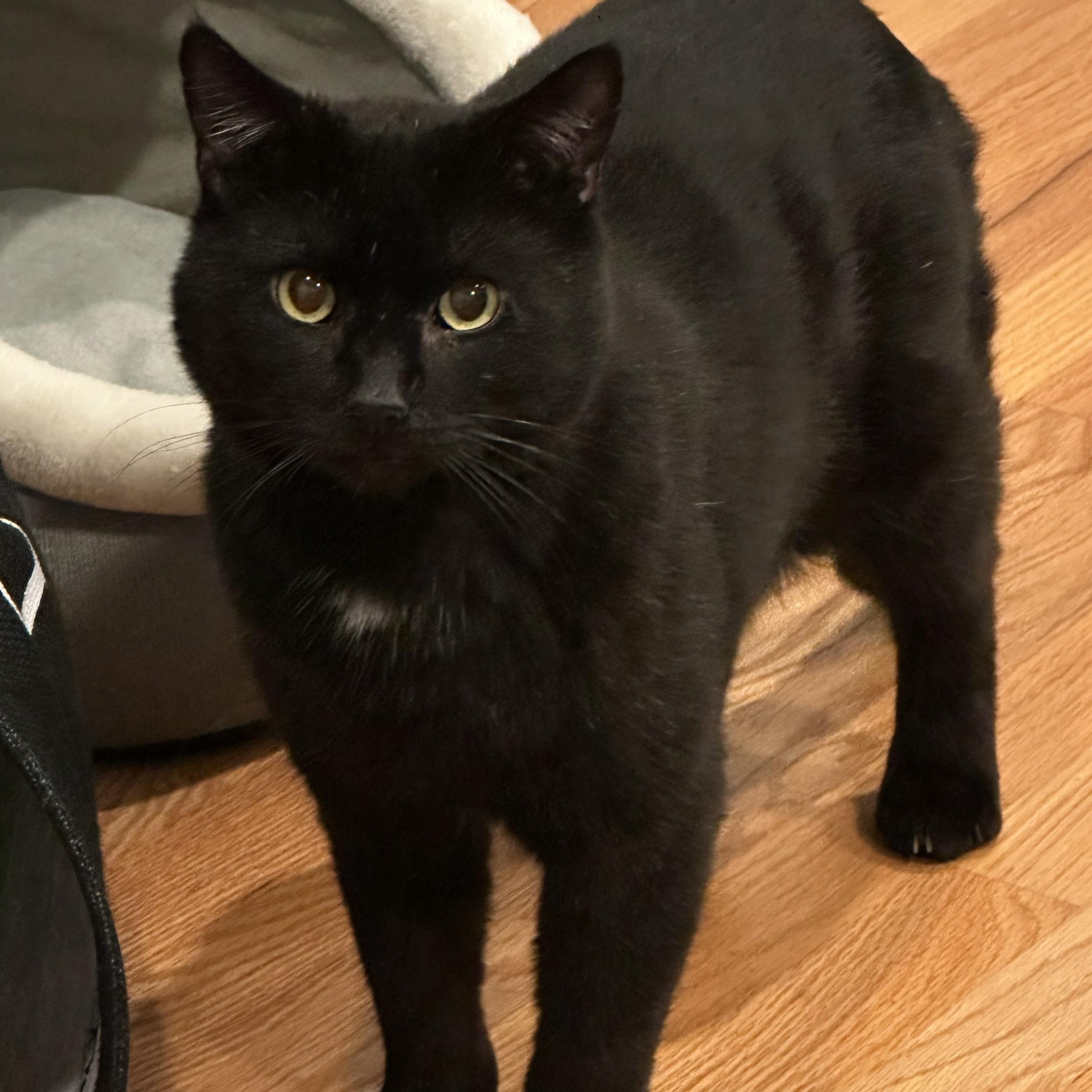 Enlarge Elijah, a ADOPTABLE Domestic Short Hair in Norwalk, CT image 1/2