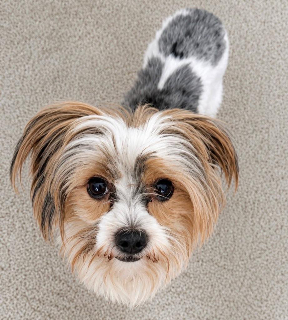 LUKE, Adoptable, Adult Male Yorkshire Terrier.