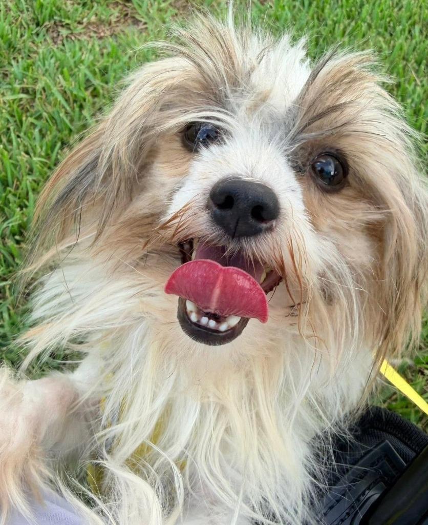 Enlarge LUKE, a Adoptable Yorkshire Terrier in Palm City, FL image 2/4