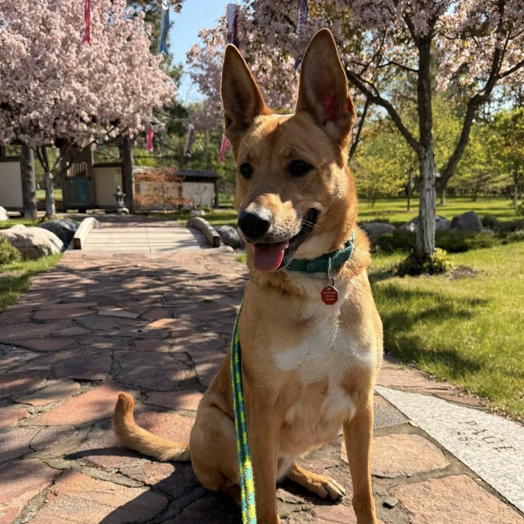 Toulouse, Adoptable, Adult Female Shepherd & Cattle Dog.