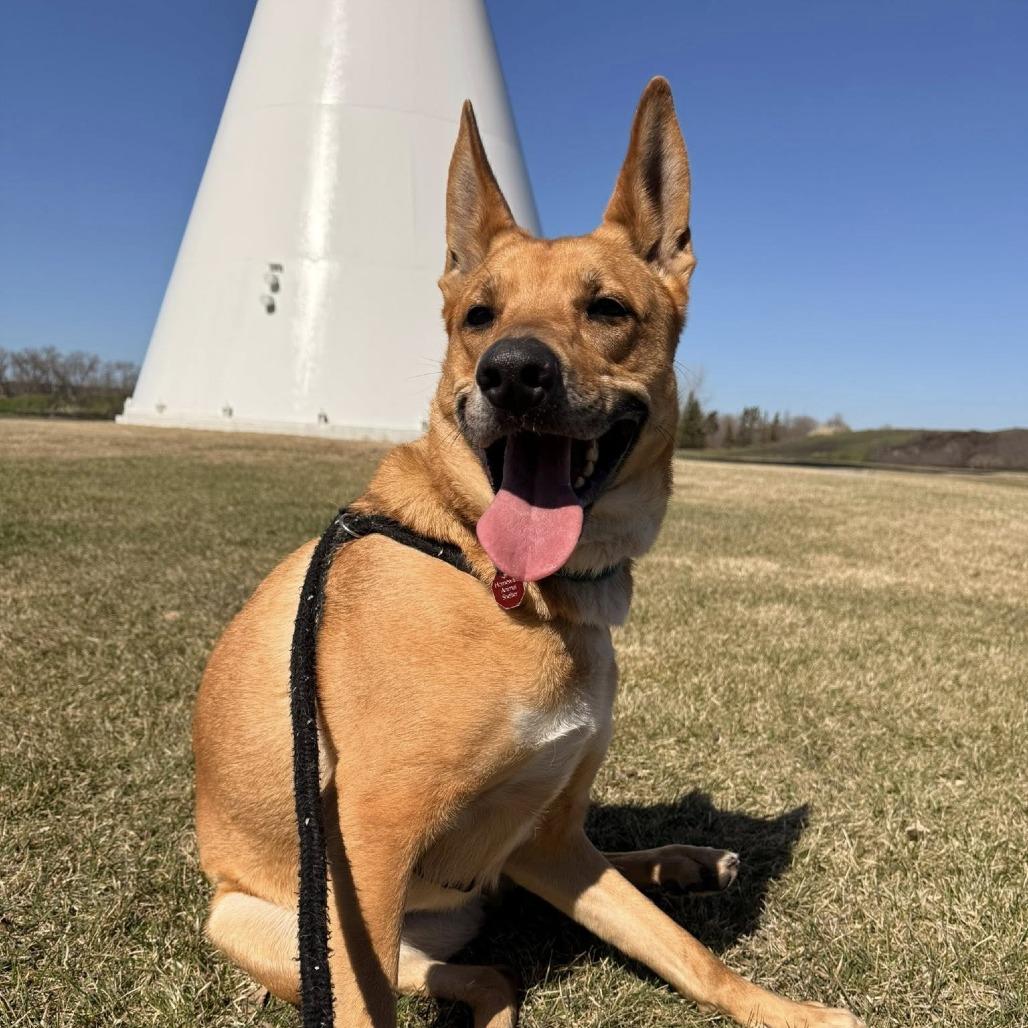 Toulouse, Adoptable, Adult Female Shepherd & Cattle Dog.