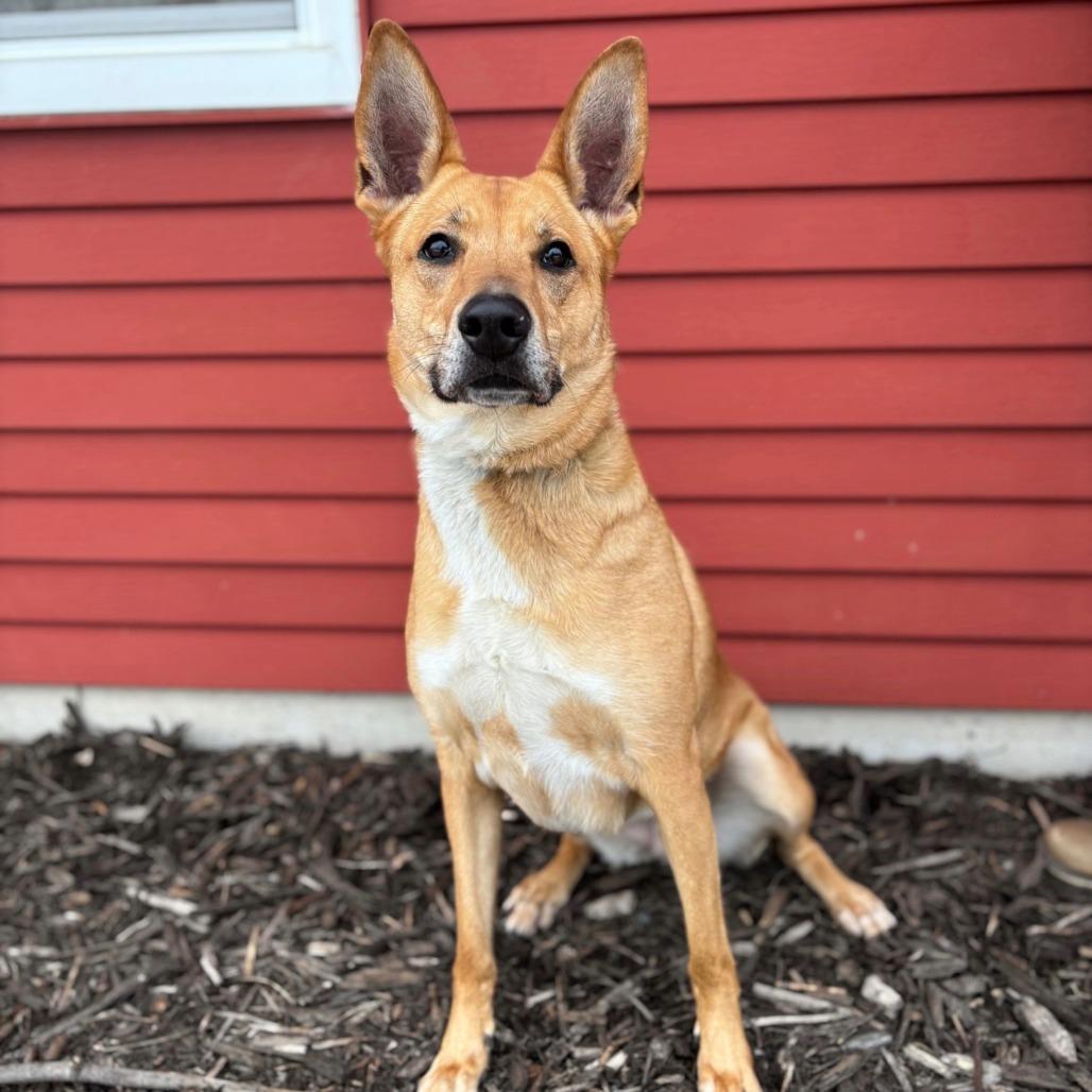 Enlarge Toulouse, a Adoptable mixed breed in Fargo, ND image 2/4