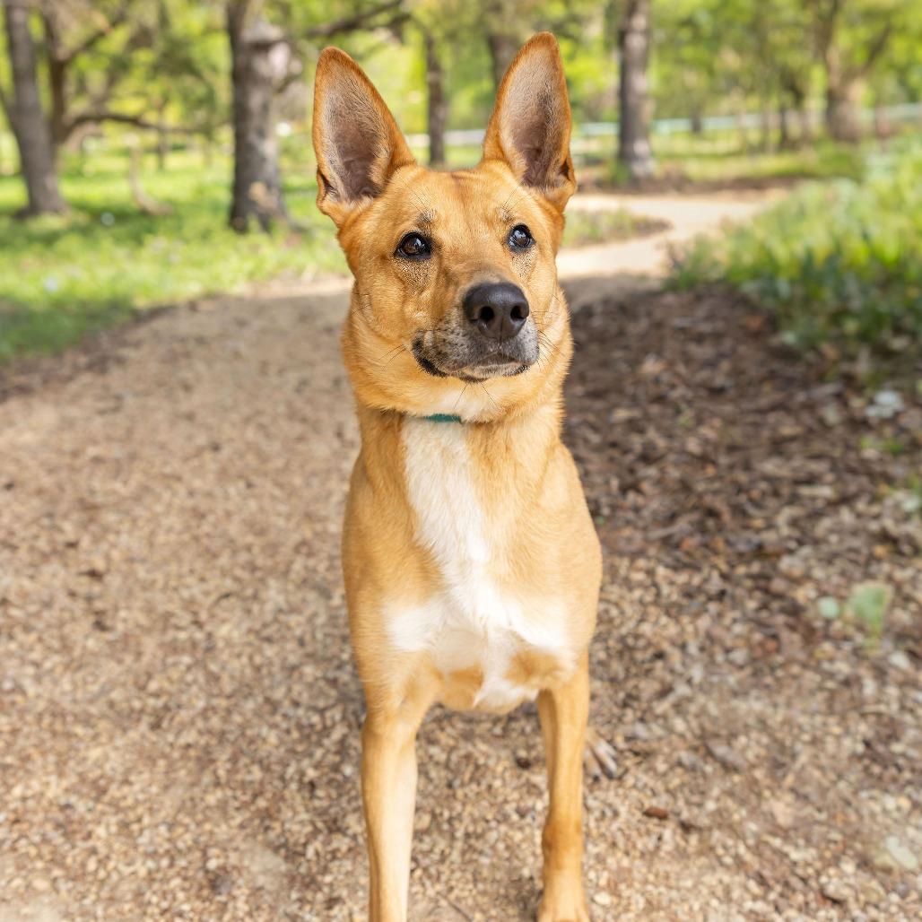 Enlarge Toulouse, a Adoptable mixed breed in Fargo, ND image 3/4