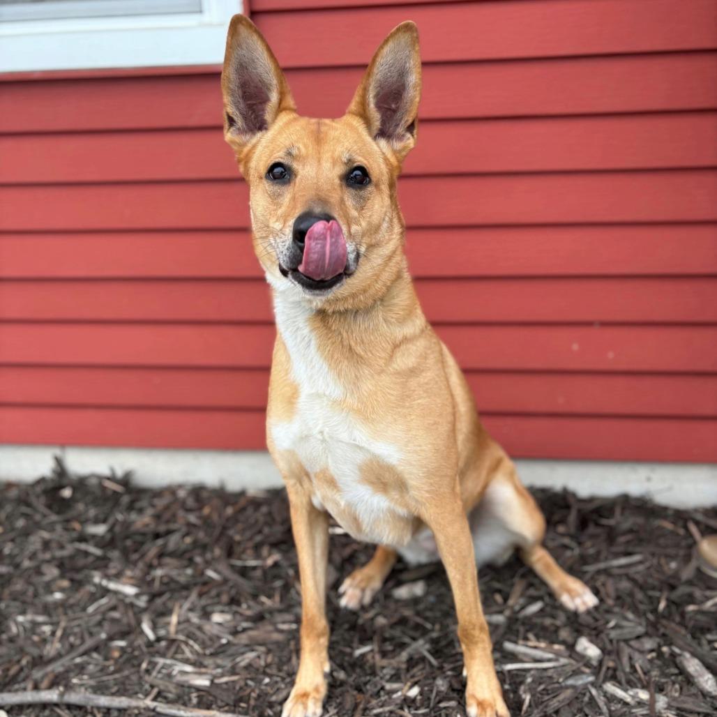 Enlarge Toulouse, a Adoptable mixed breed in Fargo, ND image 4/4