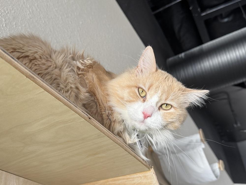Ruffles, Adoptable, Adult Male Domestic Long Hair.