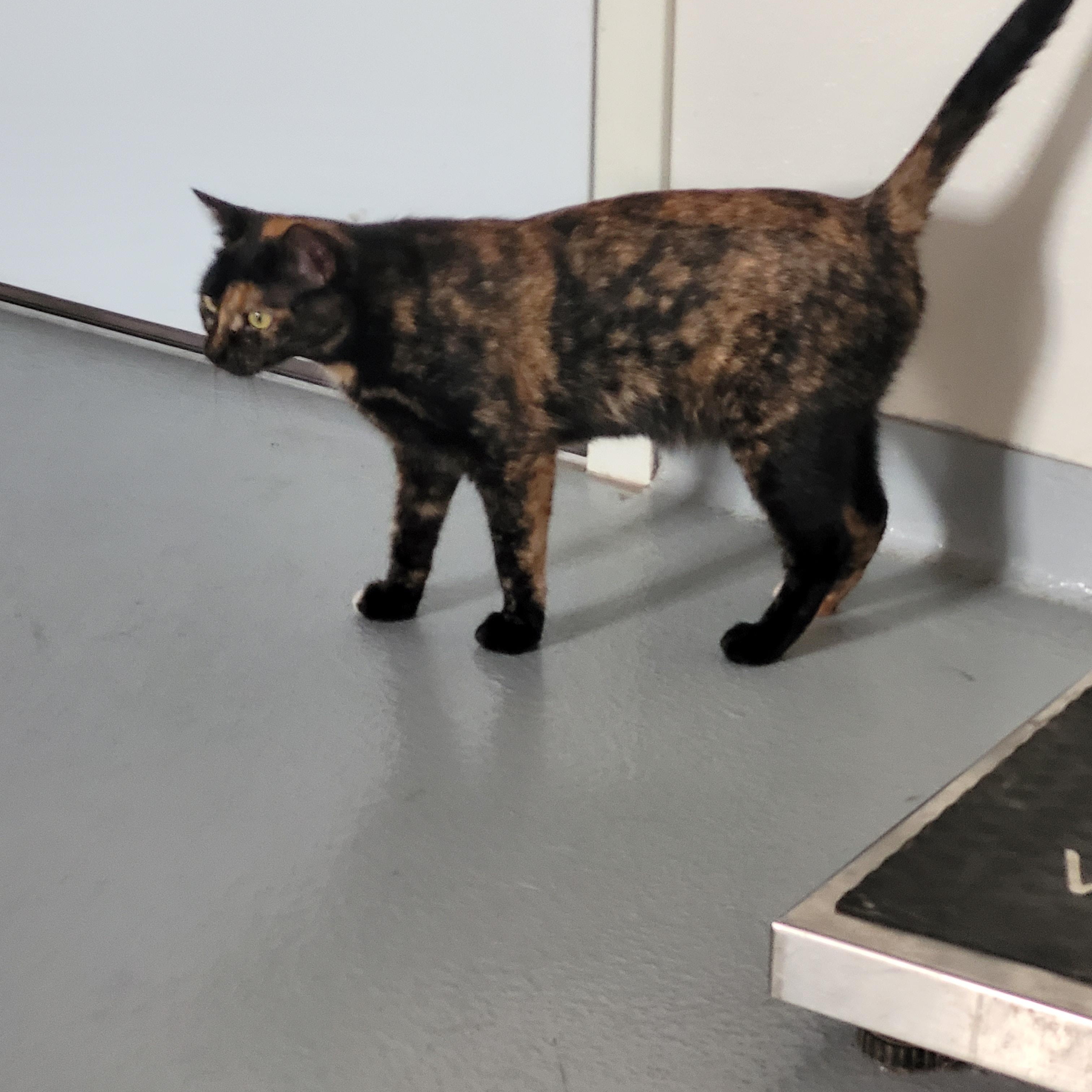 Gidget, an adoptable Dilute Tortoiseshell in Morris, MN, 56267 | Photo Image 2