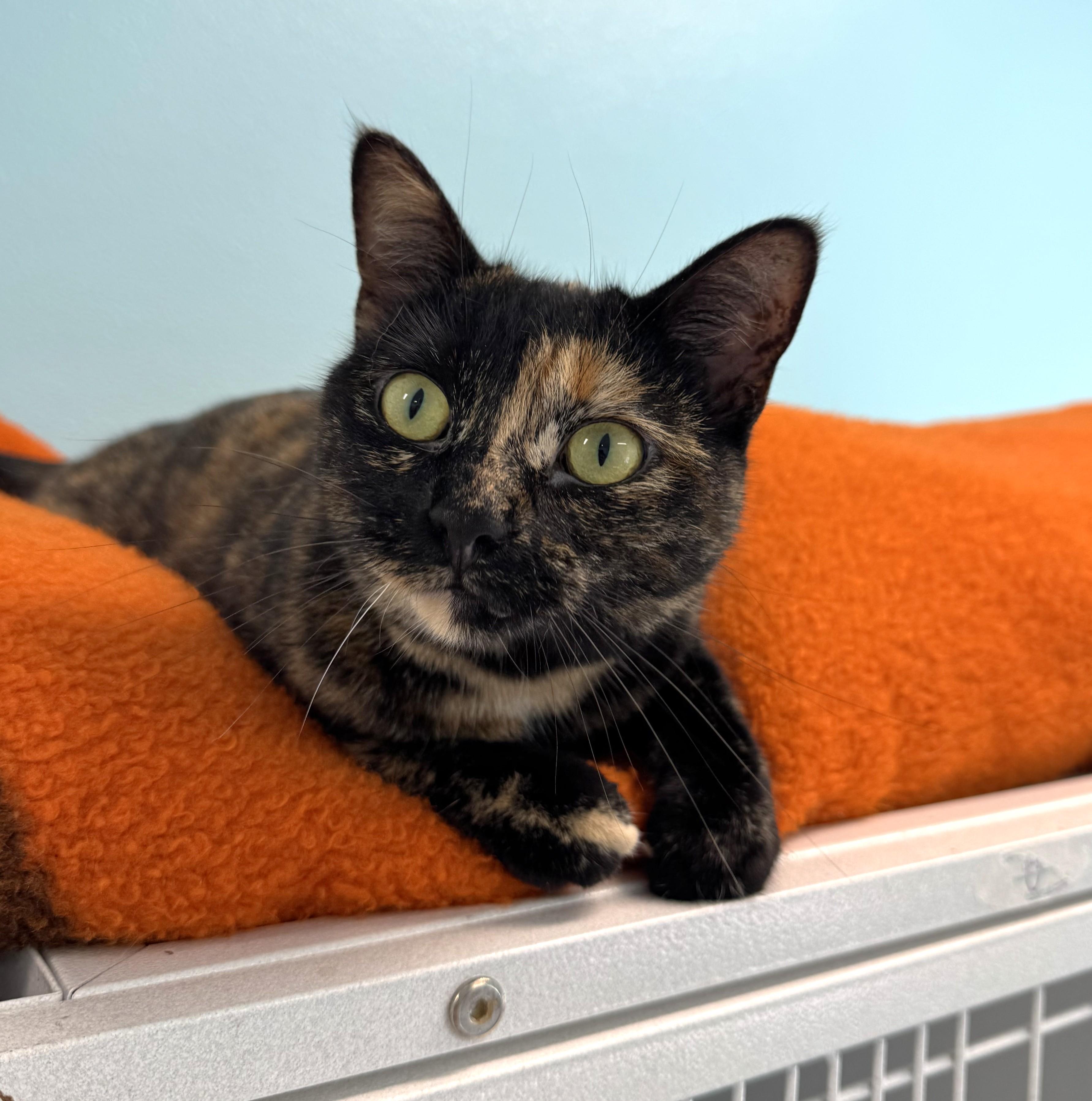 Gidget, an adoptable Dilute Tortoiseshell in Morris, MN, 56267 | Photo Image 4