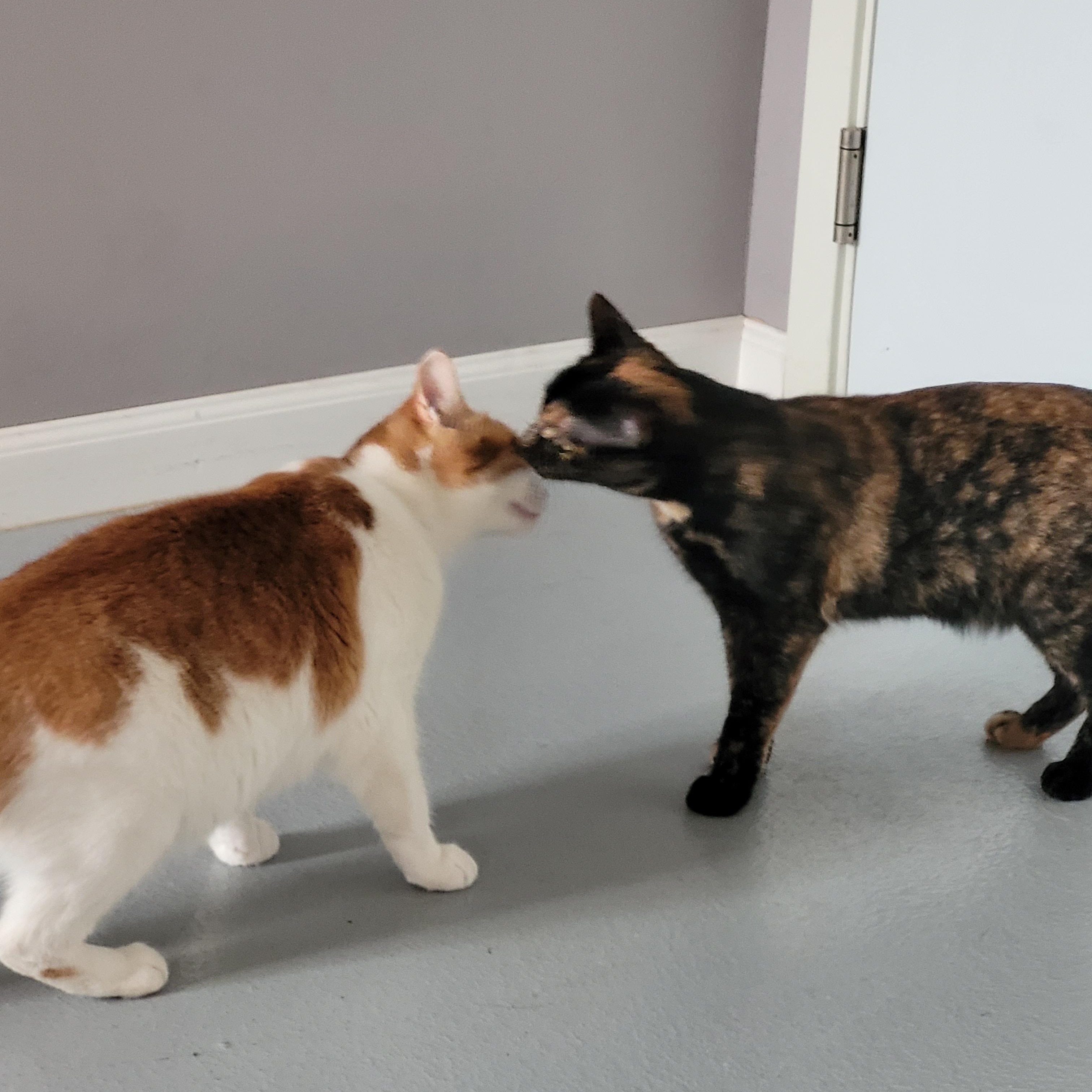 Gidget, an adoptable Dilute Tortoiseshell in Morris, MN, 56267 | Photo Image 6