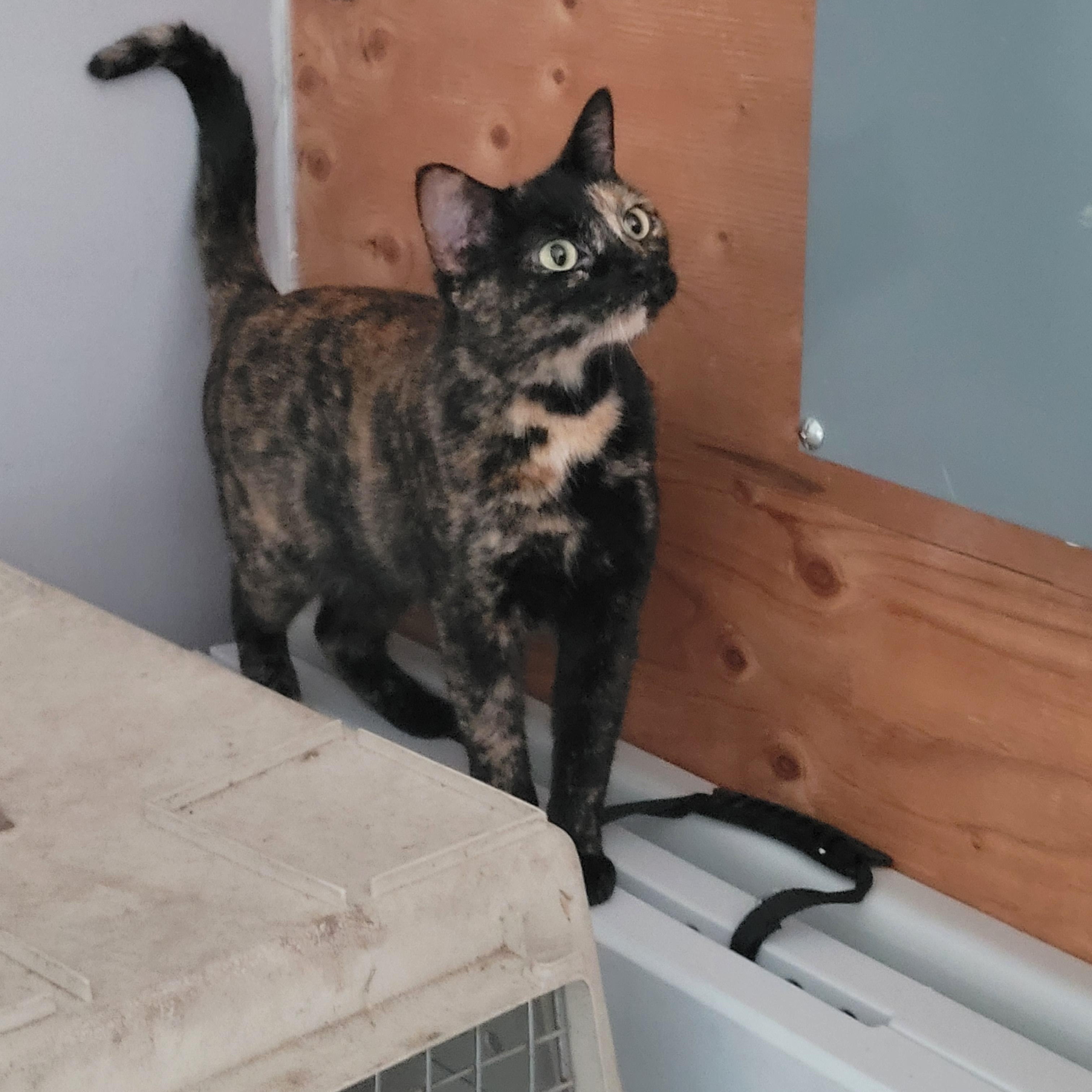 Gidget, an adoptable Dilute Tortoiseshell in Morris, MN, 56267 | Photo Image 3