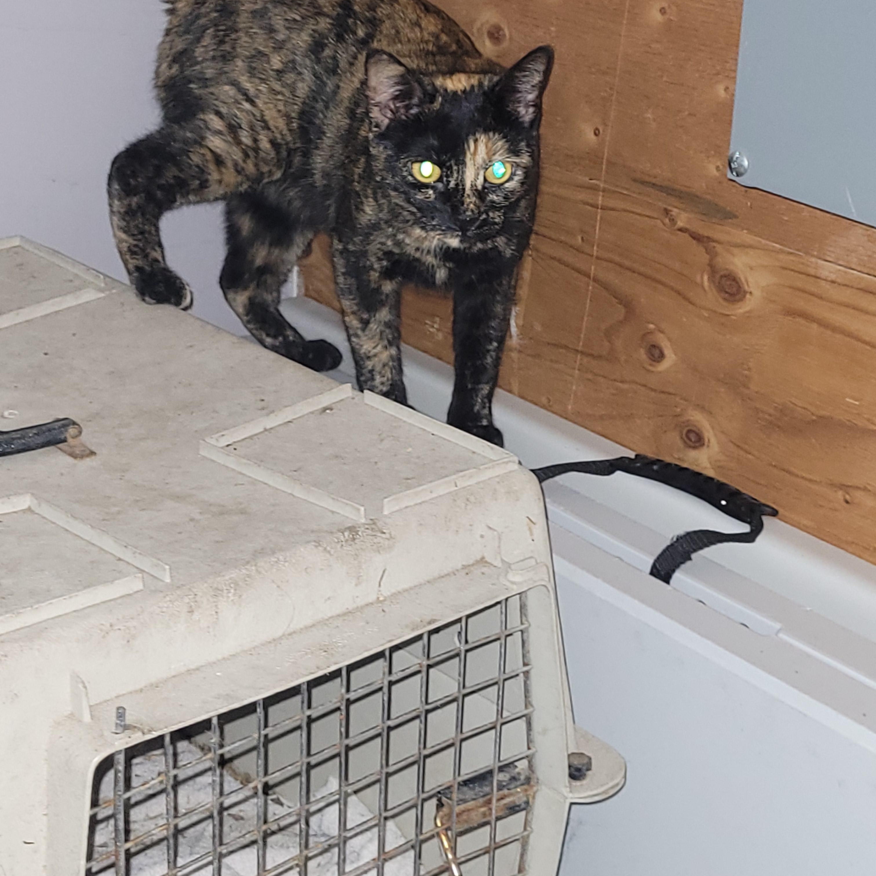 Gidget, an adoptable Dilute Tortoiseshell in Morris, MN, 56267 | Photo Image 5