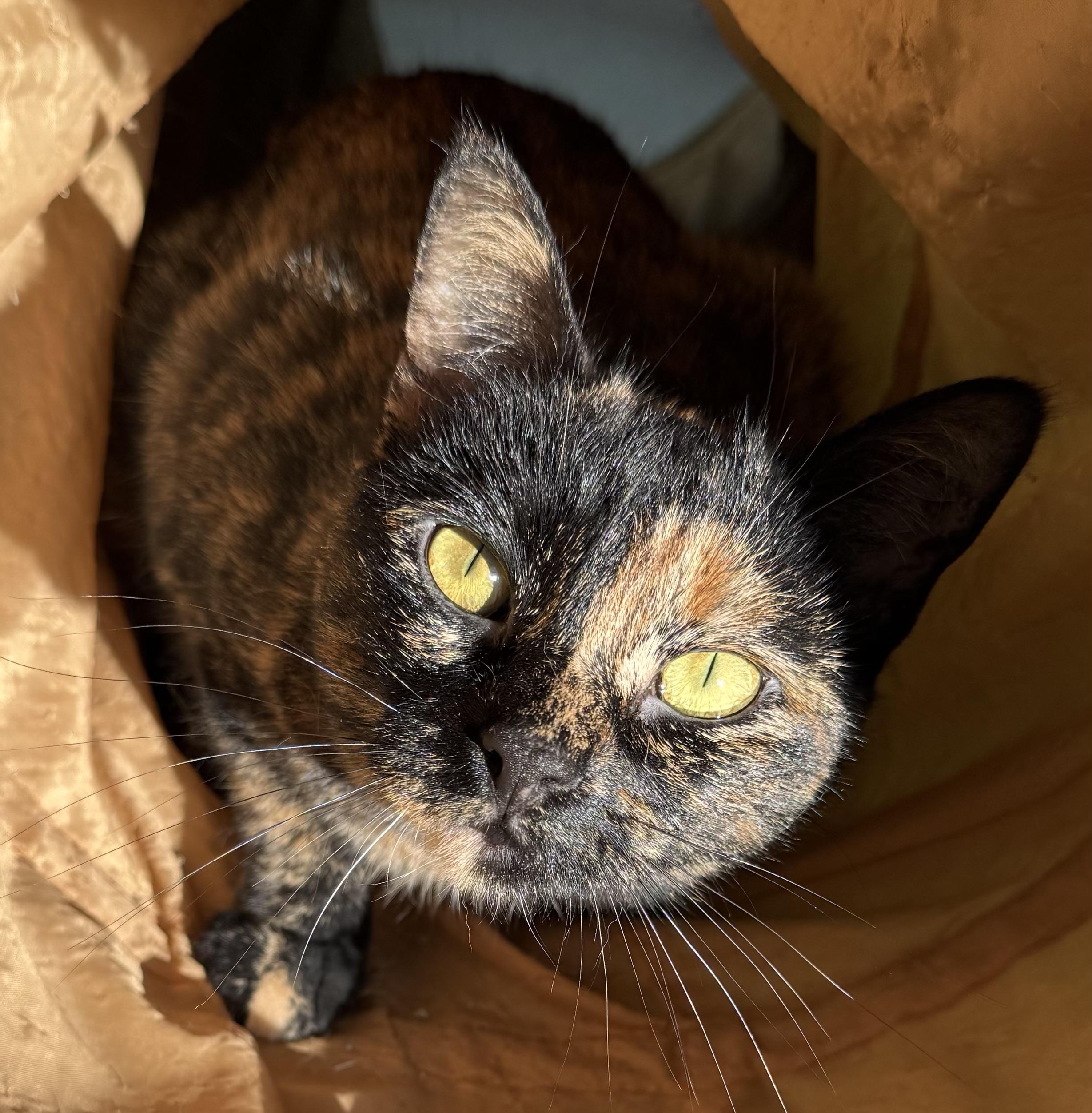 Gidget, an adoptable Dilute Tortoiseshell in Morris, MN, 56267 | Photo Image 1