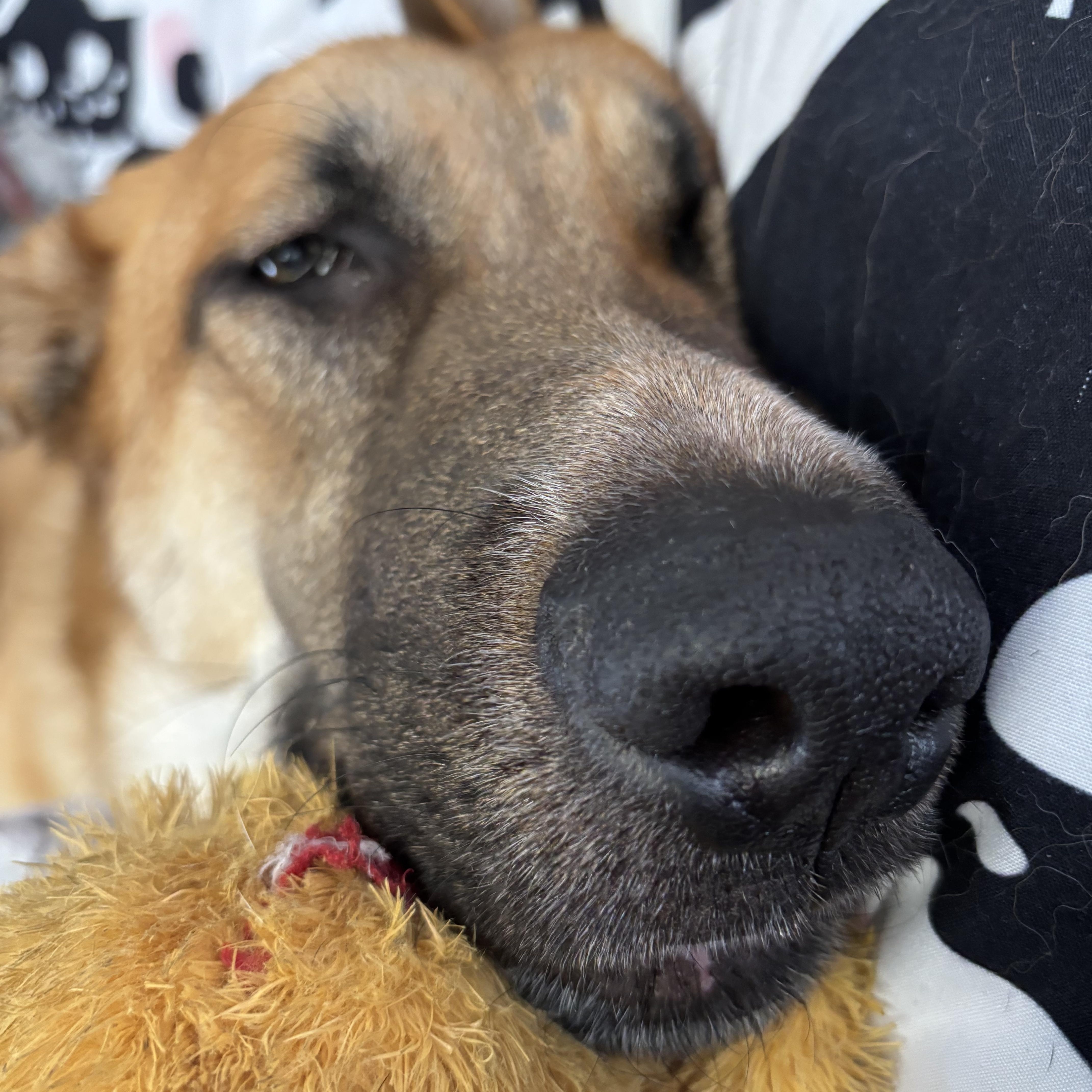 Zara, an adoption pending mixed breed in Petaluma, CA image 5/6