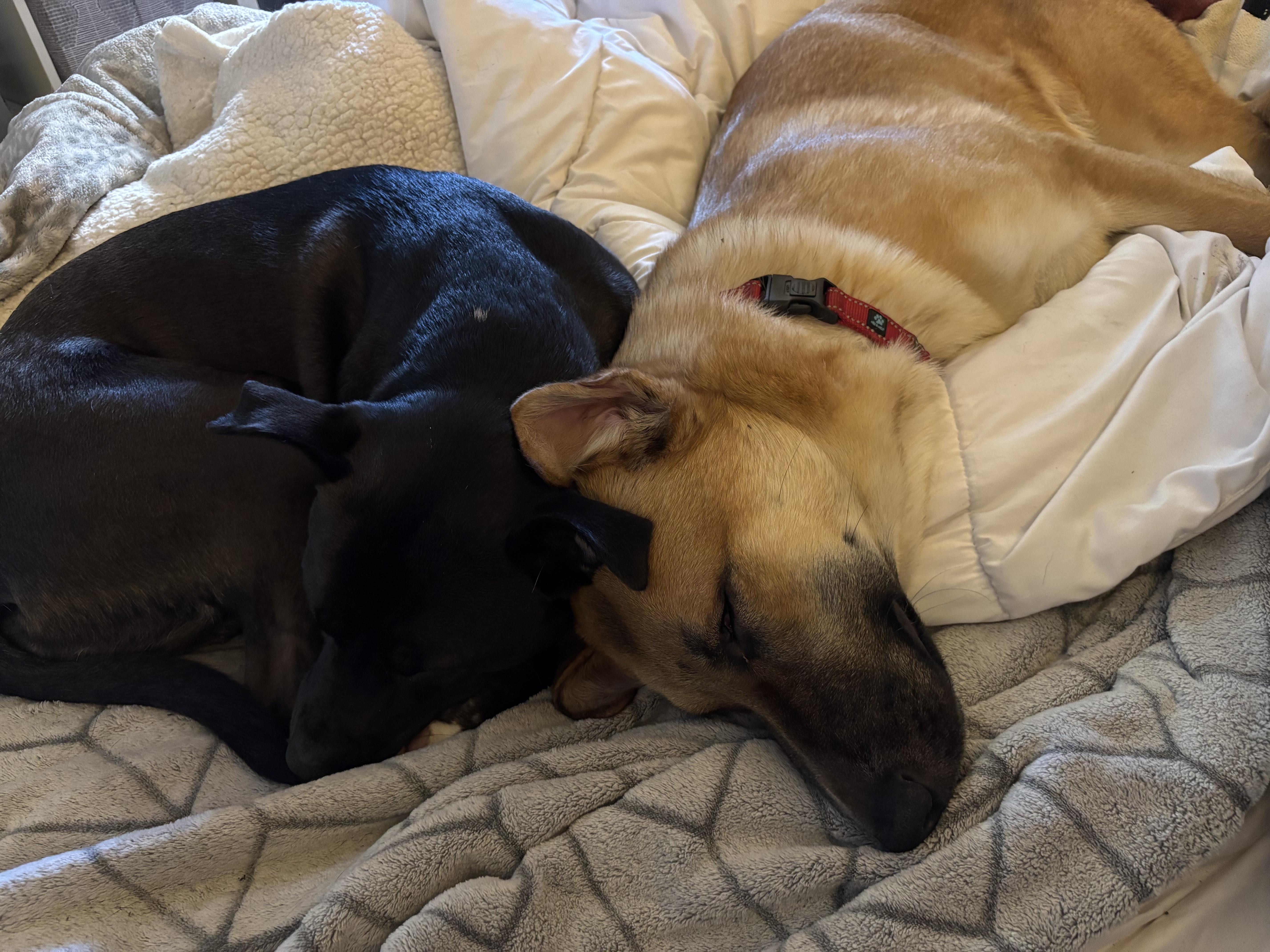 Zara, an adoption pending mixed breed in Petaluma, CA image 3/6