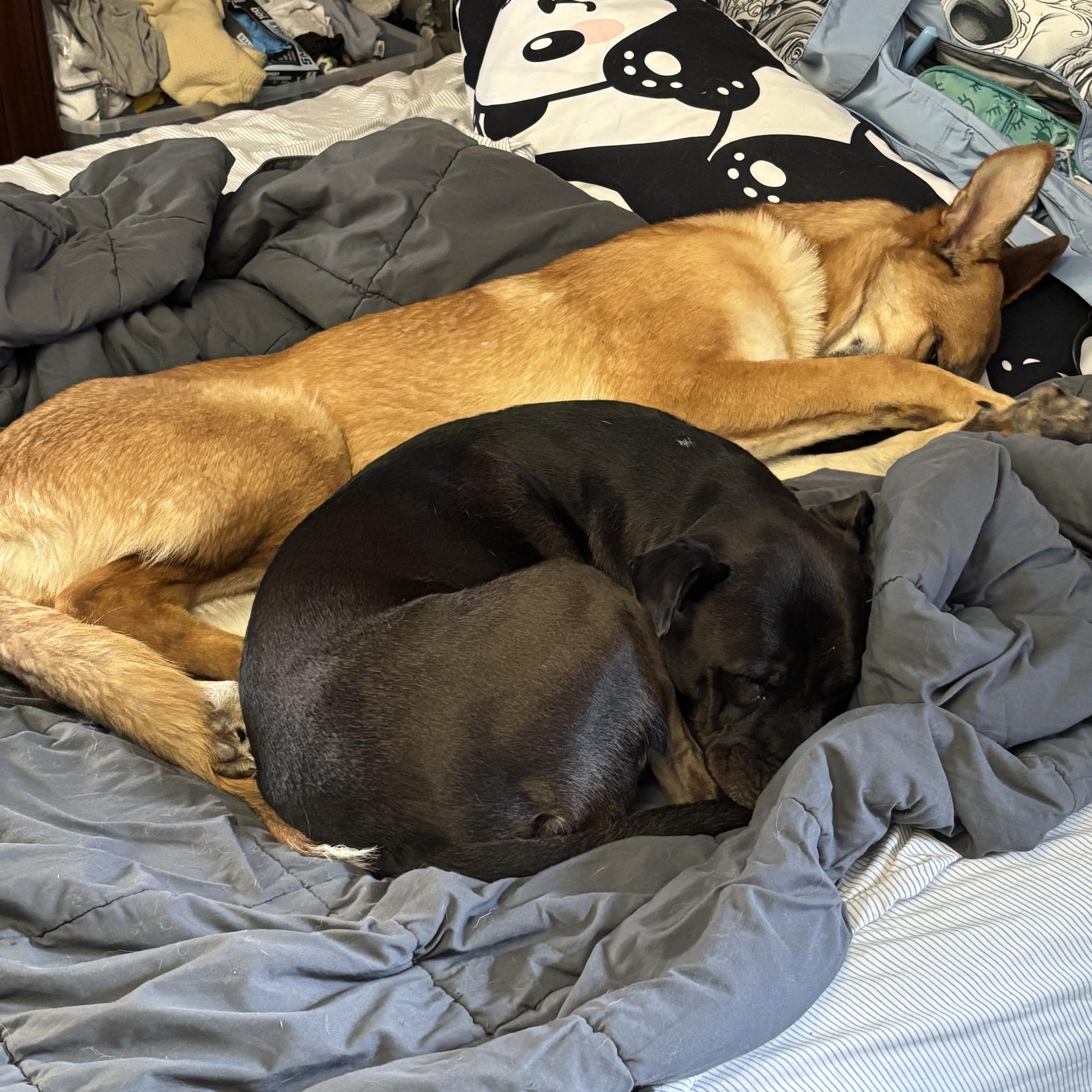 Zara, an adoption pending mixed breed in Petaluma, CA image 6/6