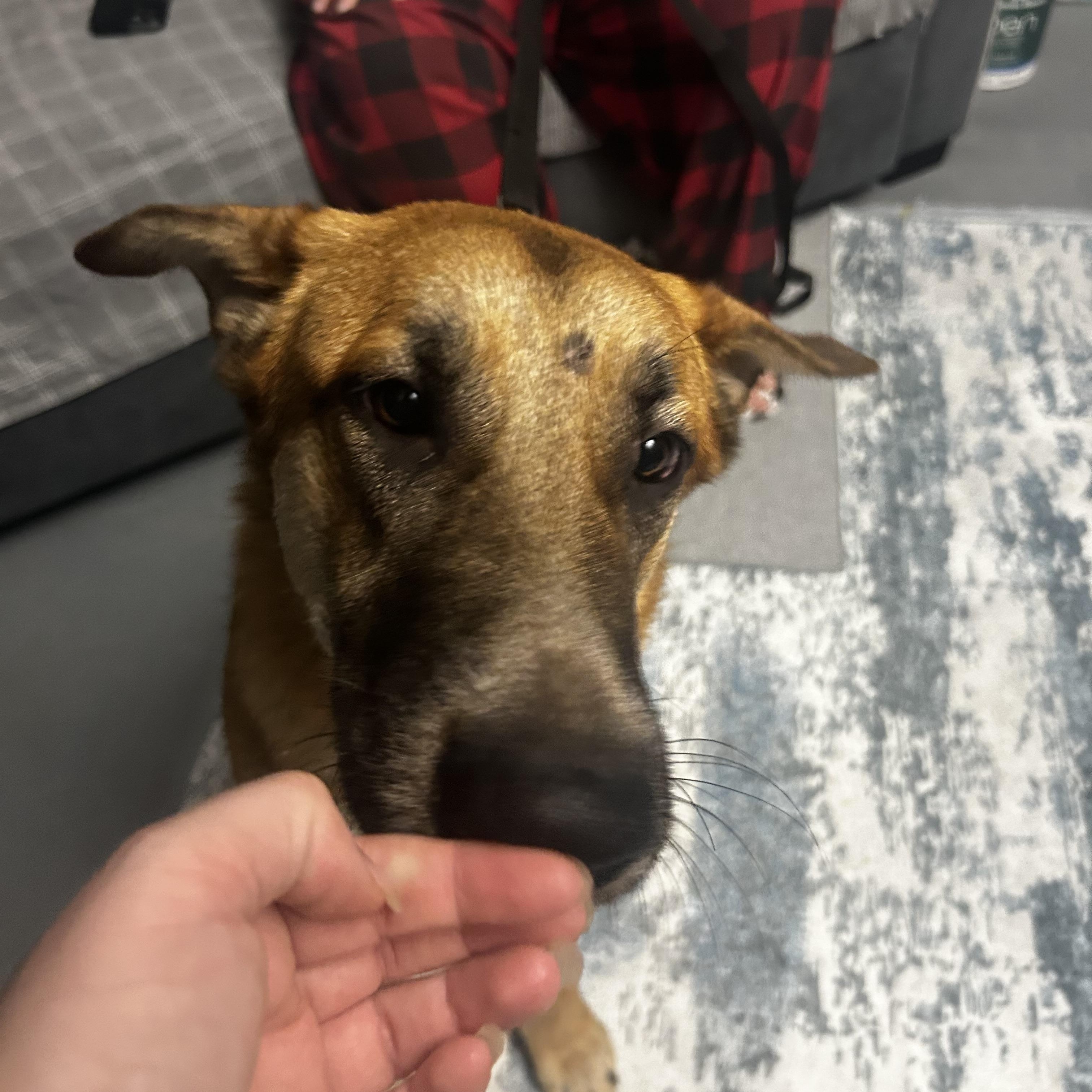 Zara, an adoption pending mixed breed in Petaluma, CA image 2/6