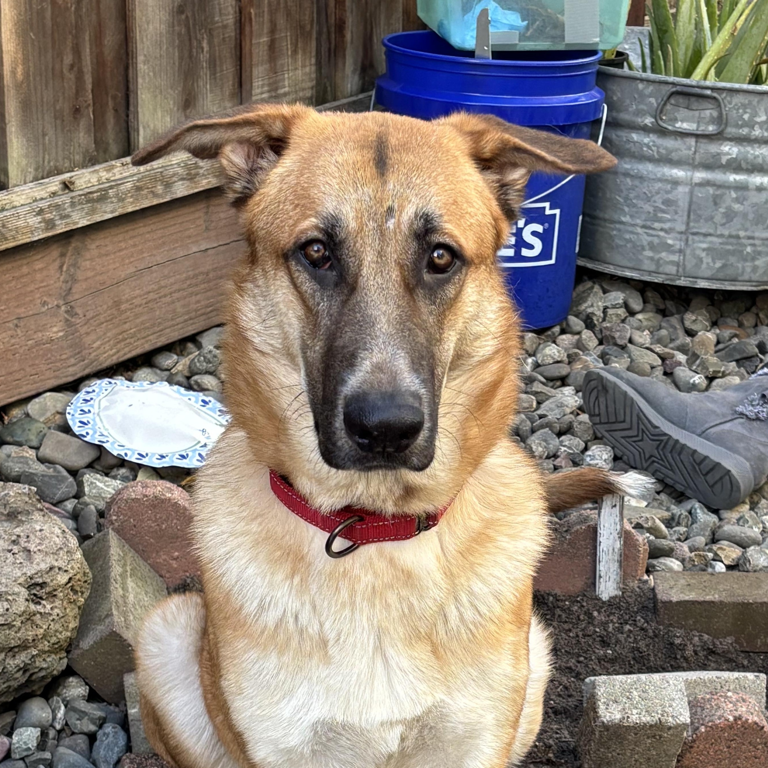 Zara, an adoption pending mixed breed in Petaluma, CA image 1/6