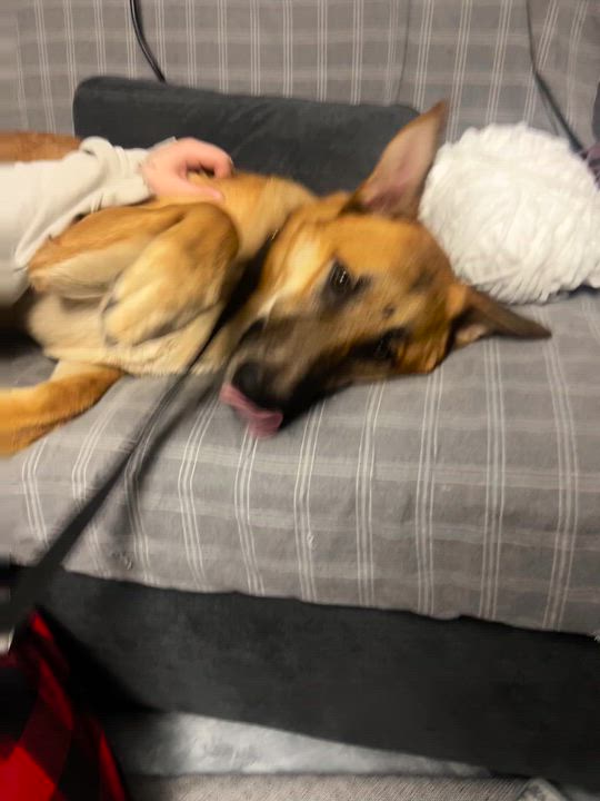 Enlarge Zara, an adoption pending mixed breed in Petaluma, CA video 4/6