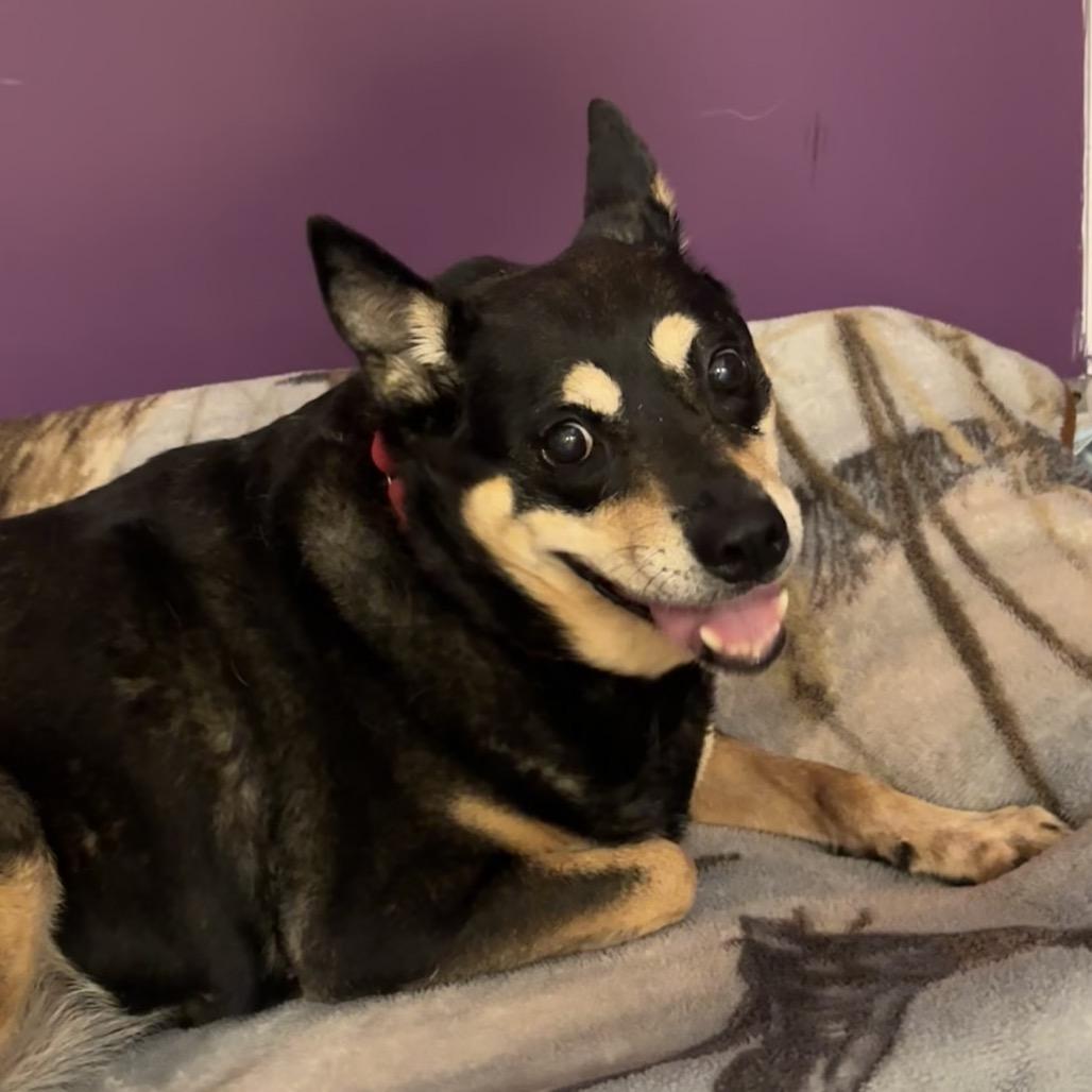 Enlarge Alley, a Adoptable Mixed Breed in Titusville, FL image 1/1