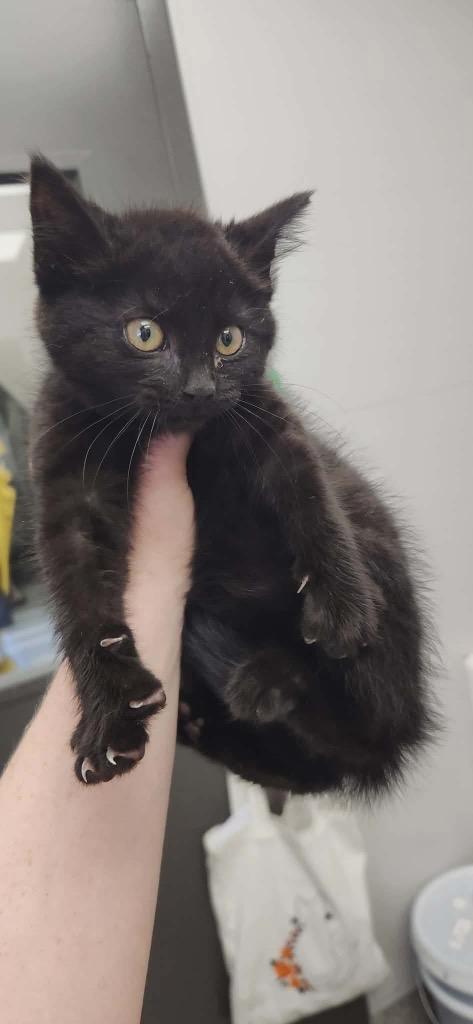 Black Cherry, Adoptable, Kitten Female Domestic Short Hair.