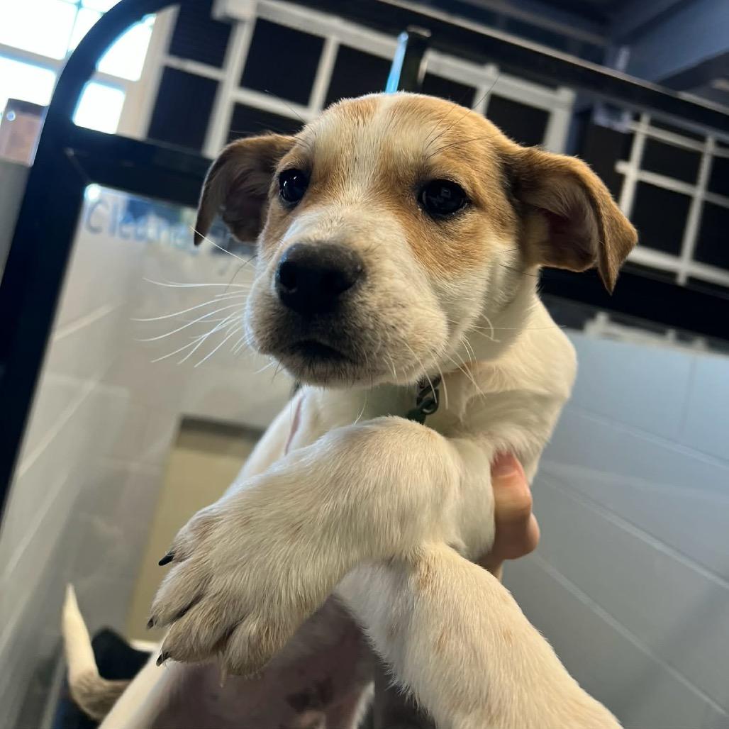 Montana, Adoptable, Puppy Female Mixed Breed.